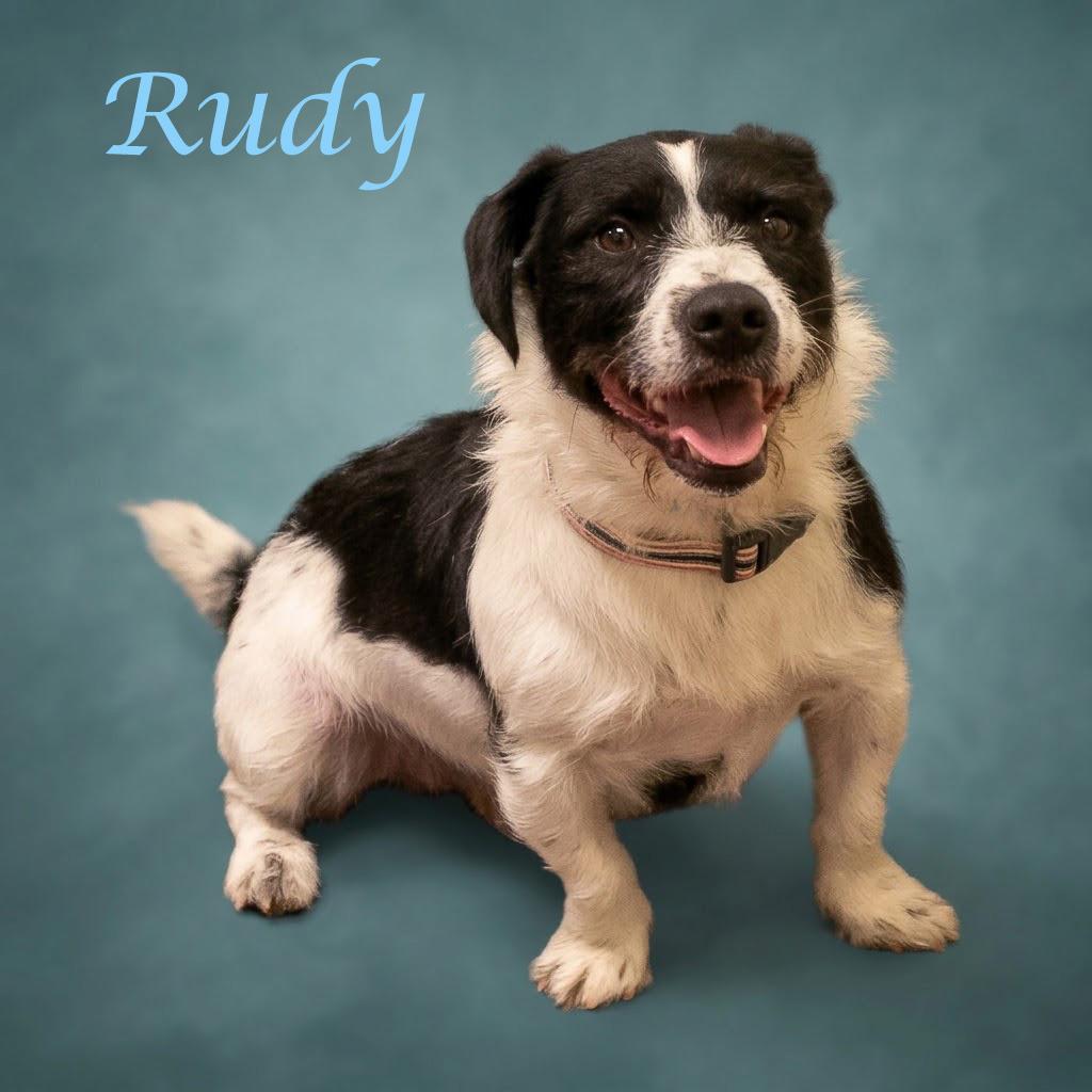 Enlarge Rudy D26-161, a Adoptable mixed breed in Lebanon, TN image 3/6