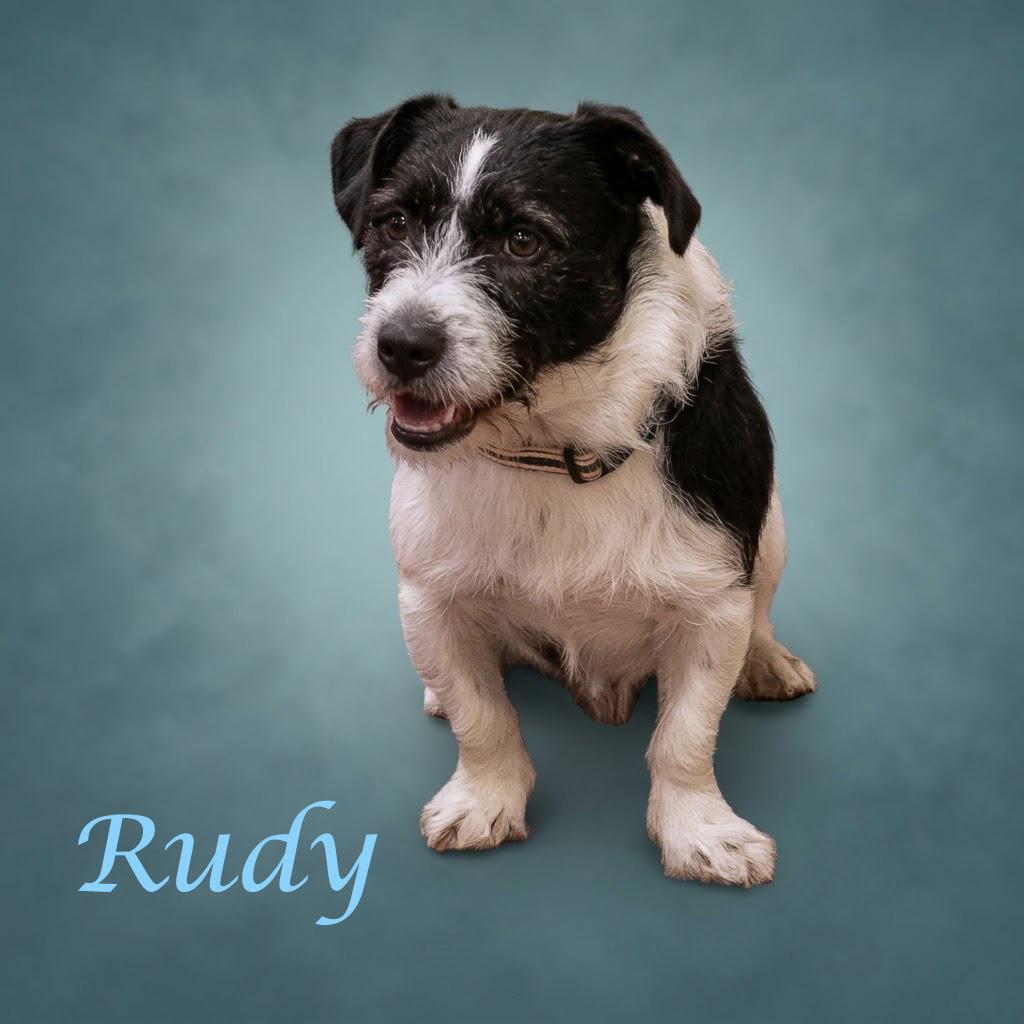 Enlarge Rudy D26-161, a Adoptable mixed breed in Lebanon, TN image 4/6