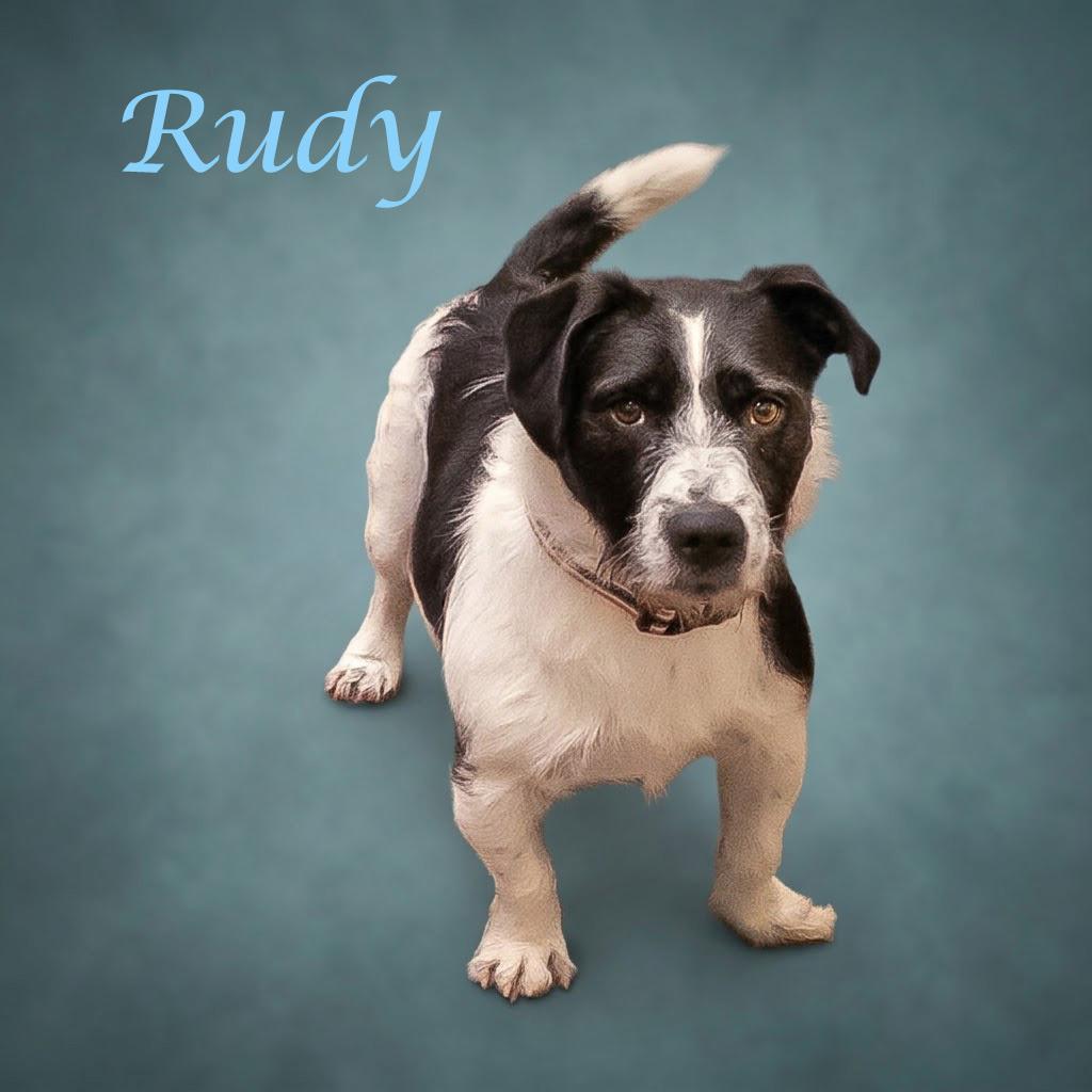 Enlarge Rudy D26-161, a Adoptable mixed breed in Lebanon, TN image 5/6