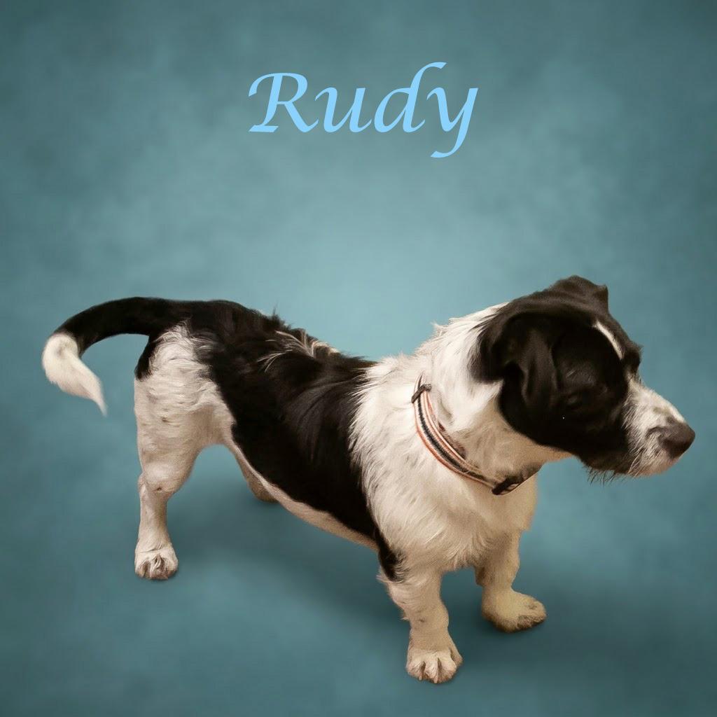 Enlarge Rudy D26-161, a Adoptable mixed breed in Lebanon, TN image 6/6