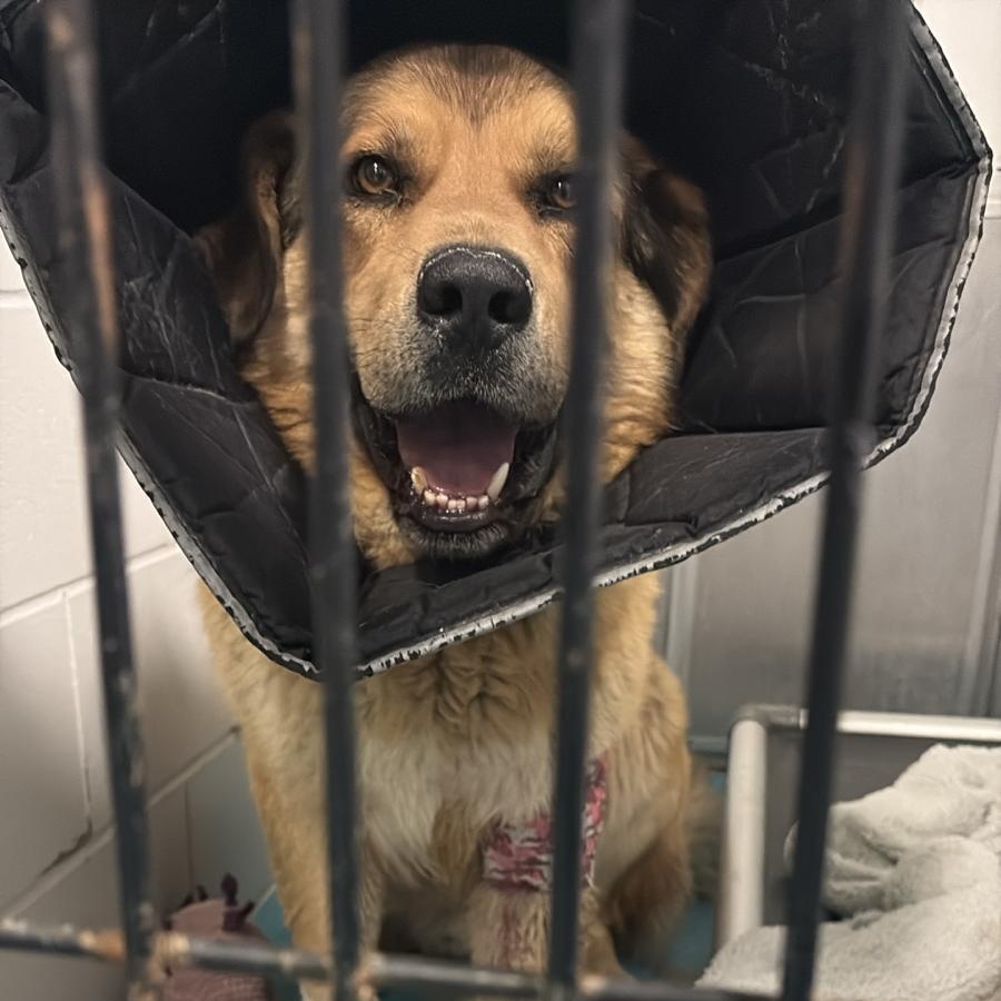 Friar Tuck, a ADOPTABLE Mixed Breed in Morden, MB image 5/6