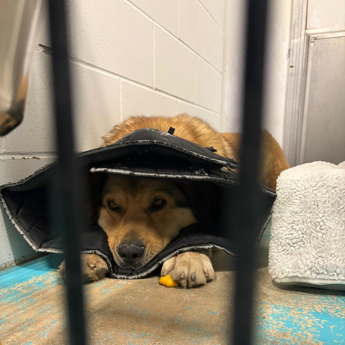 Friar Tuck, a ADOPTABLE Mixed Breed in Morden, MB image 2/6