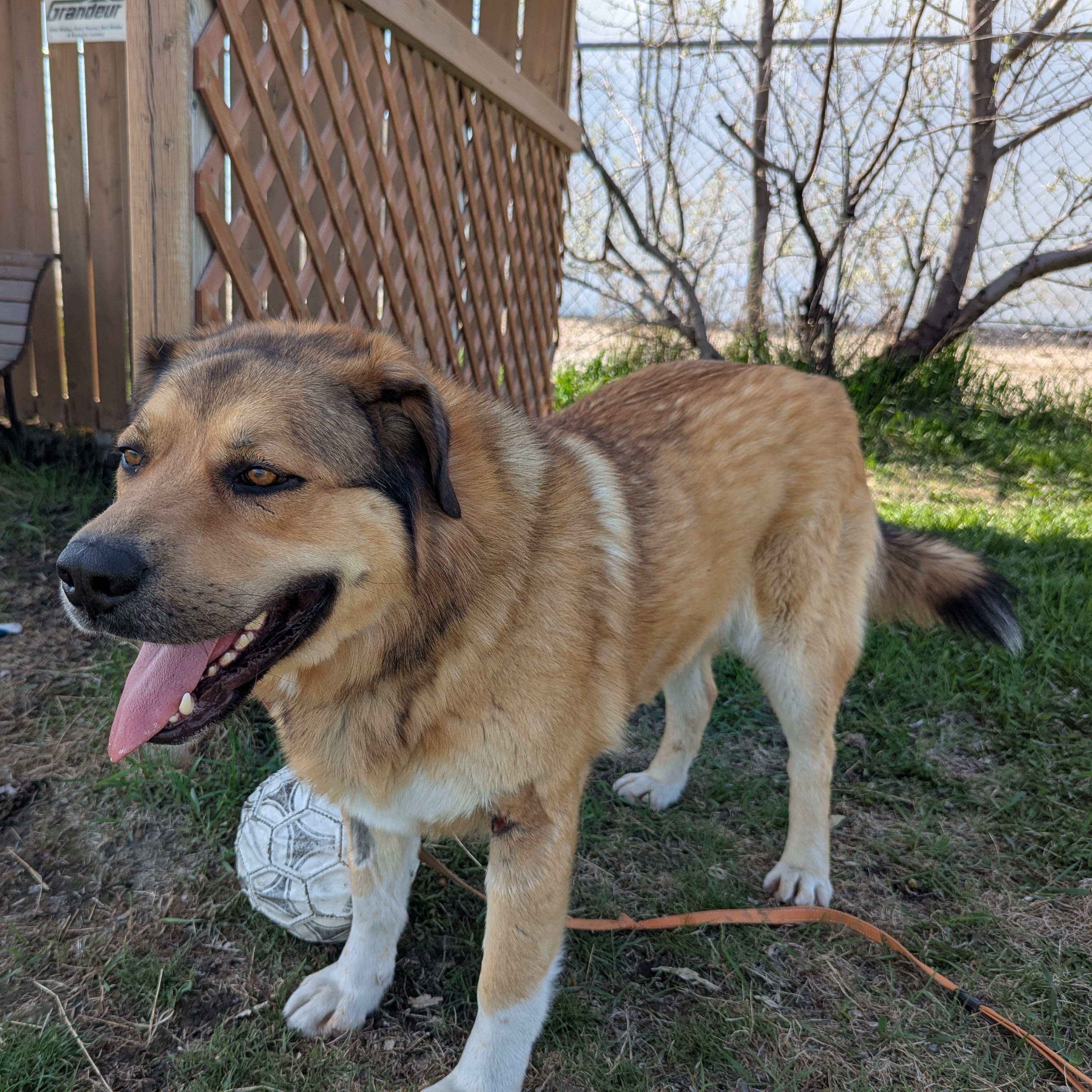 Friar Tuck, ADOPTABLE, Adult Male Mixed Breed.