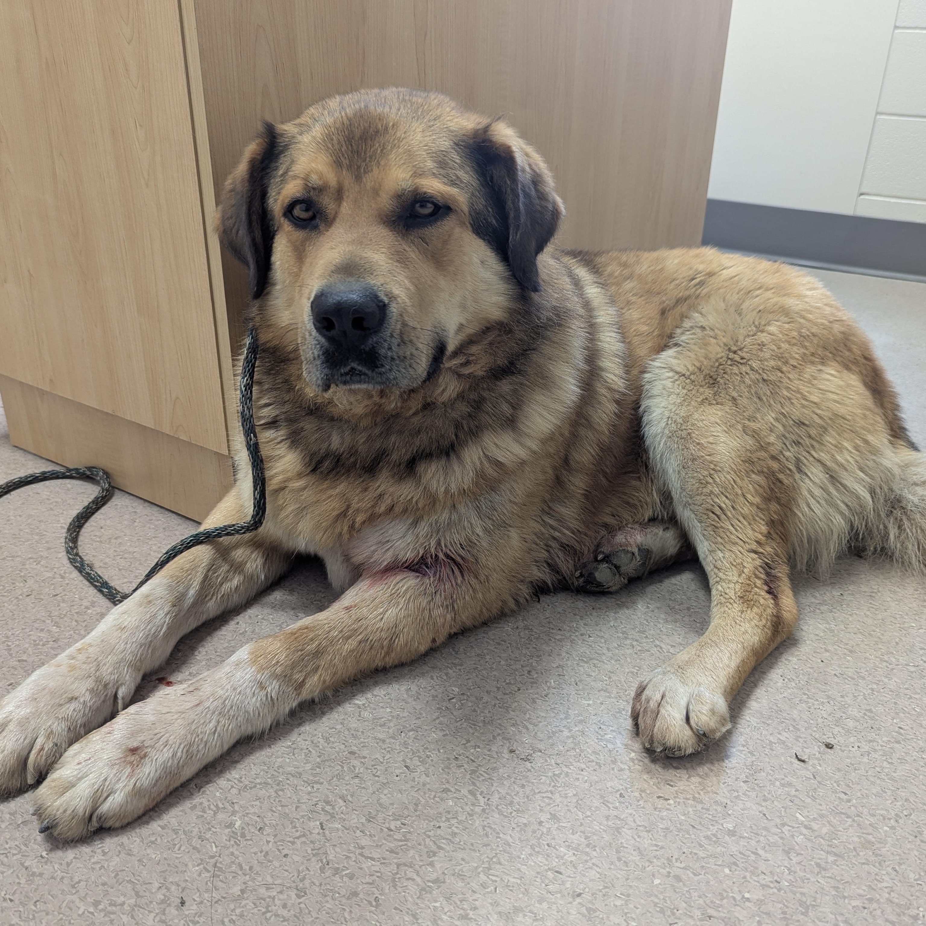 Friar Tuck, a ADOPTABLE Mixed Breed in Morden, MB image 4/6