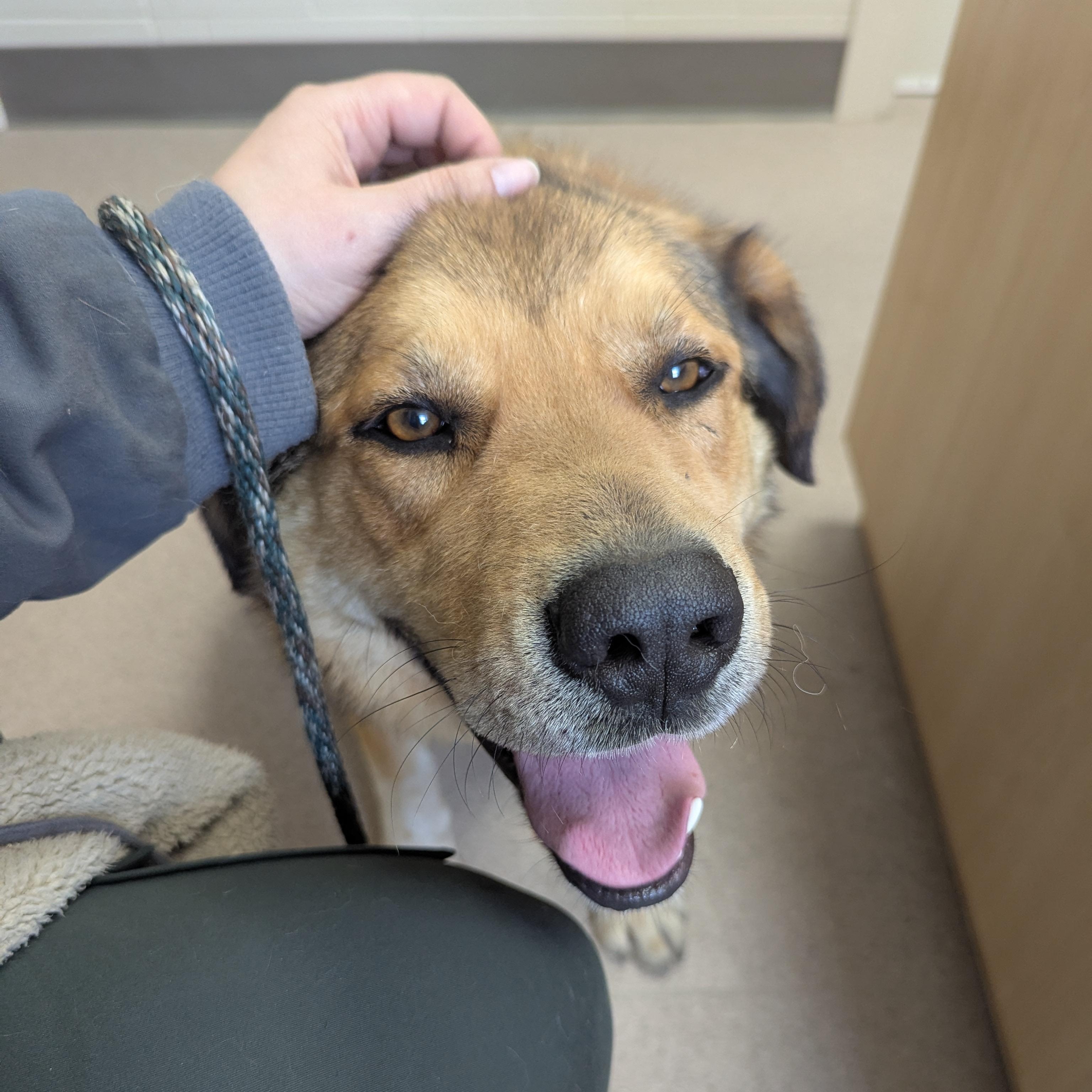 Friar Tuck, a ADOPTABLE Mixed Breed in Morden, MB image 3/6