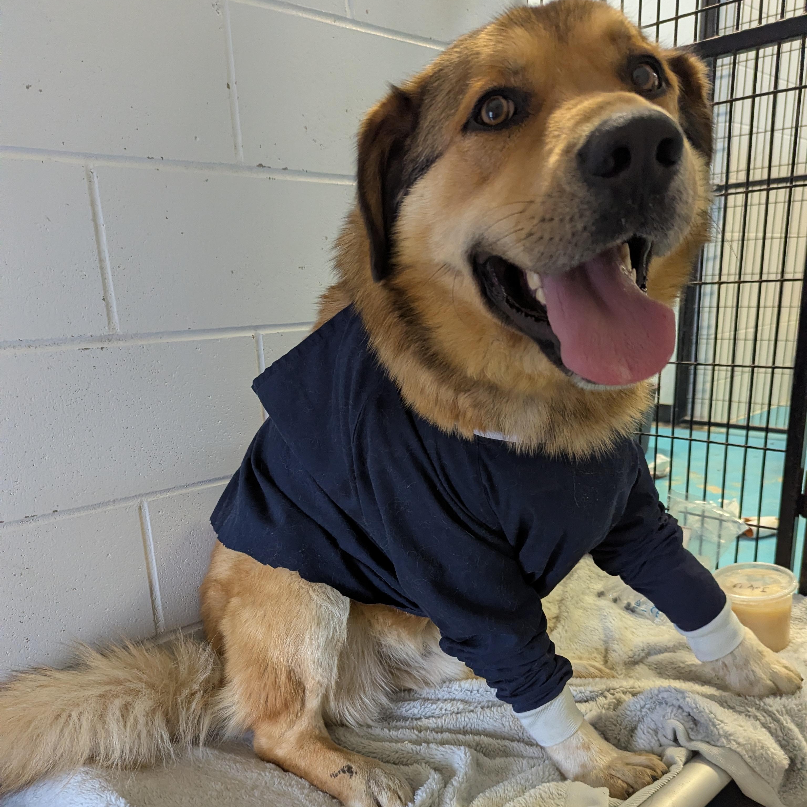 Friar Tuck, a ADOPTABLE Mixed Breed in Morden, MB image 6/6