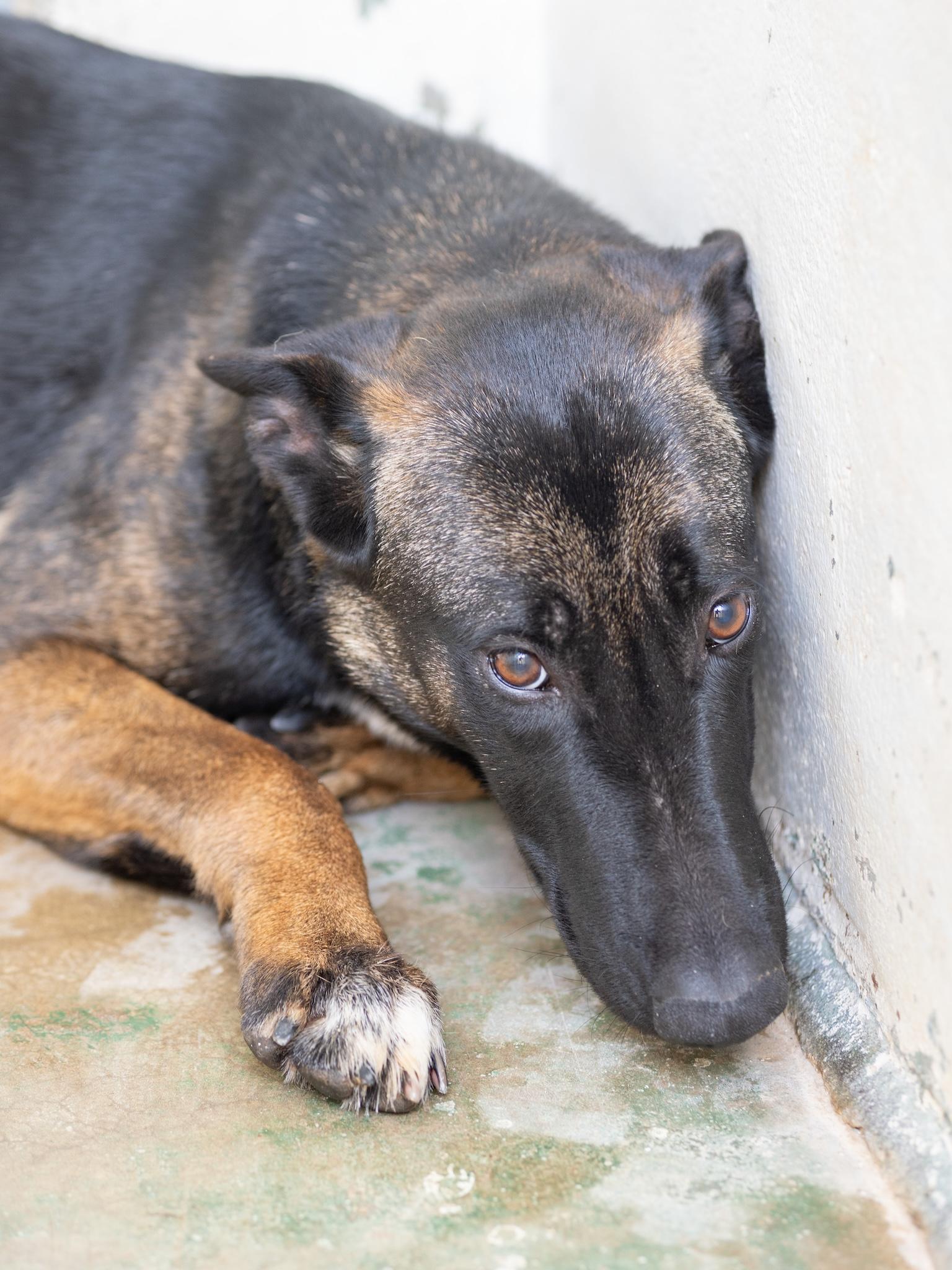 Shy, ADOPTABLE, Adult Female German Shepherd Dog.