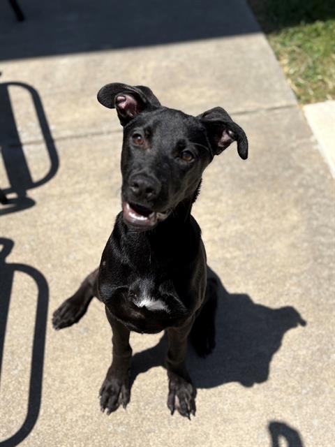 Enlarge *Jessie, a Adopted mixed breed in Forney, TX image 1/1