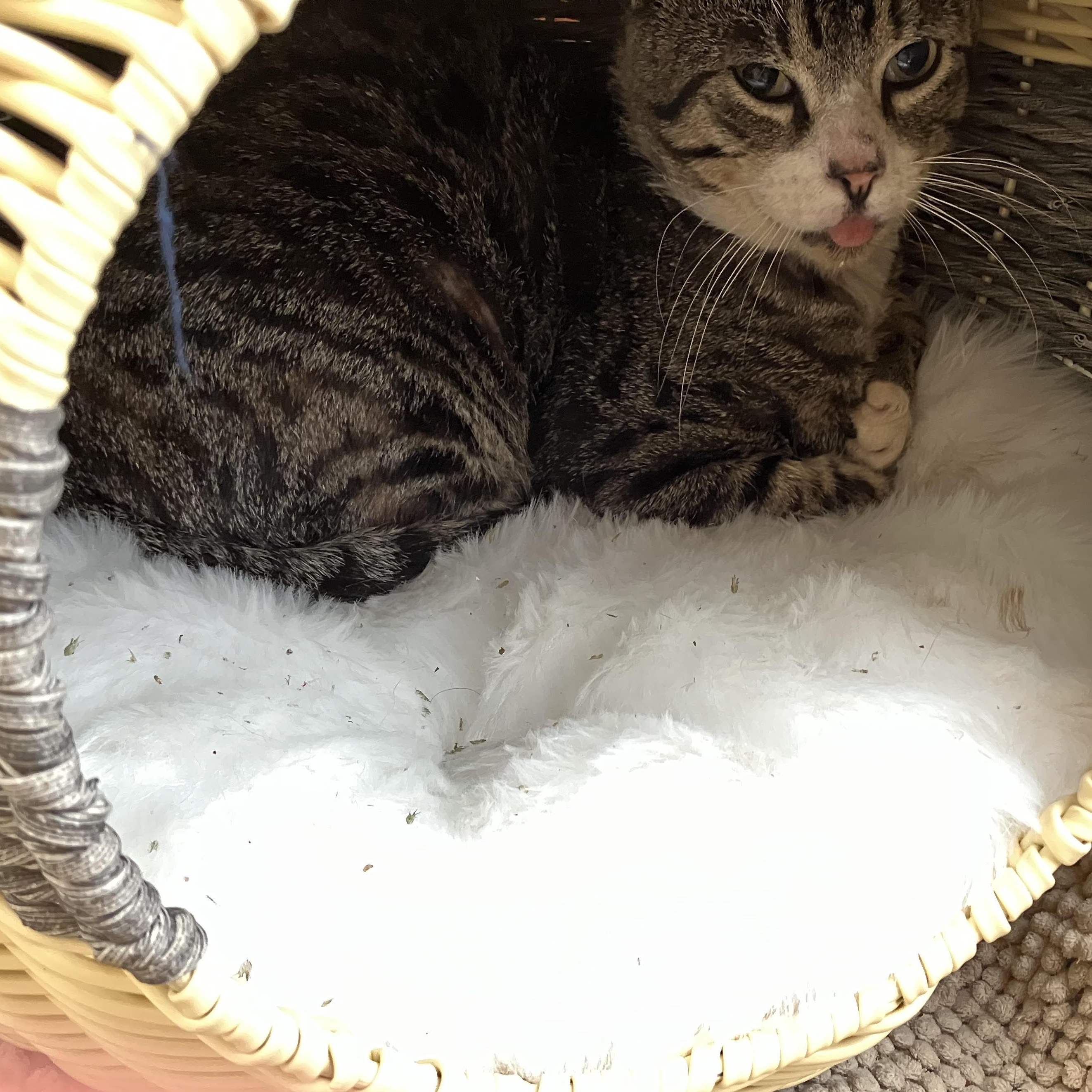 Enlarge Timothy, a Adoptable Domestic Short Hair in FITCHBURG, MA image 2/2