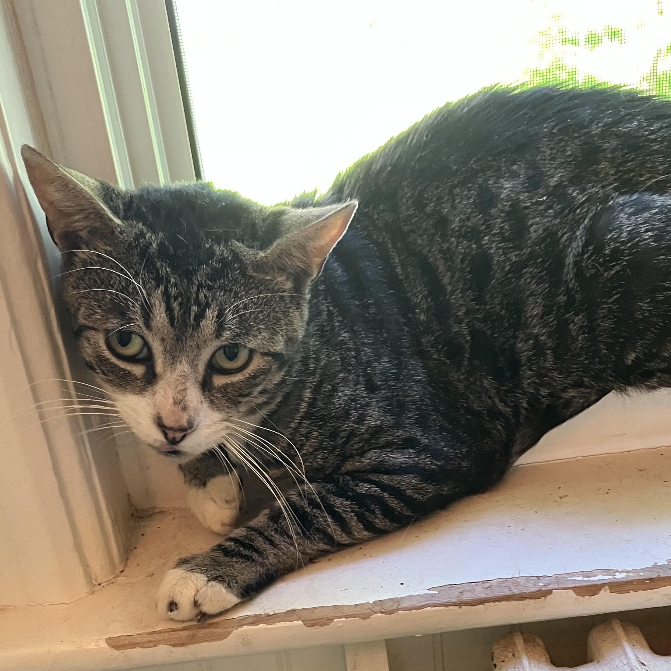 Timothy, Adoptable, Young Male Domestic Short Hair.