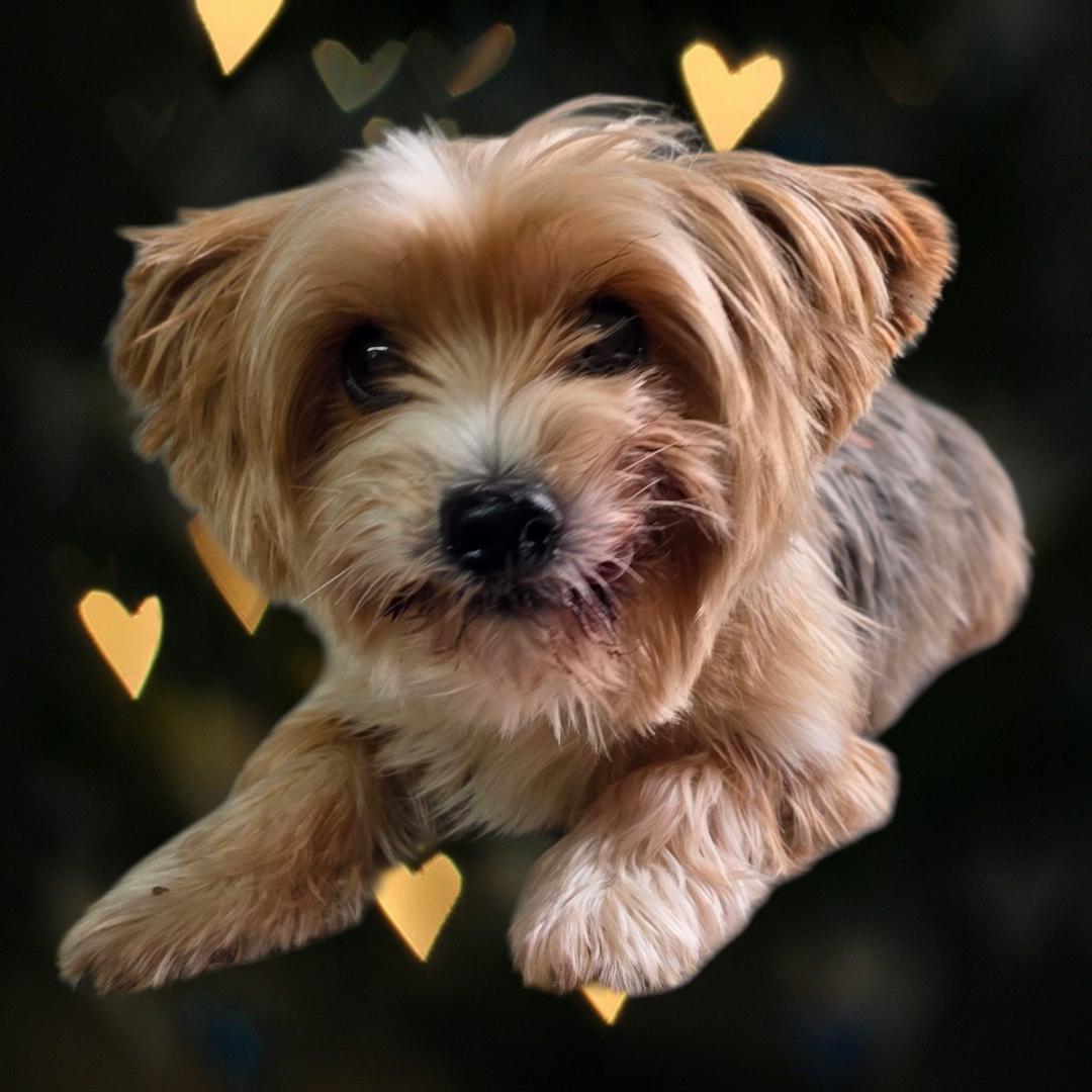 Sully - PENDING!, ADOPTABLE, Senior Female Yorkshire Terrier.