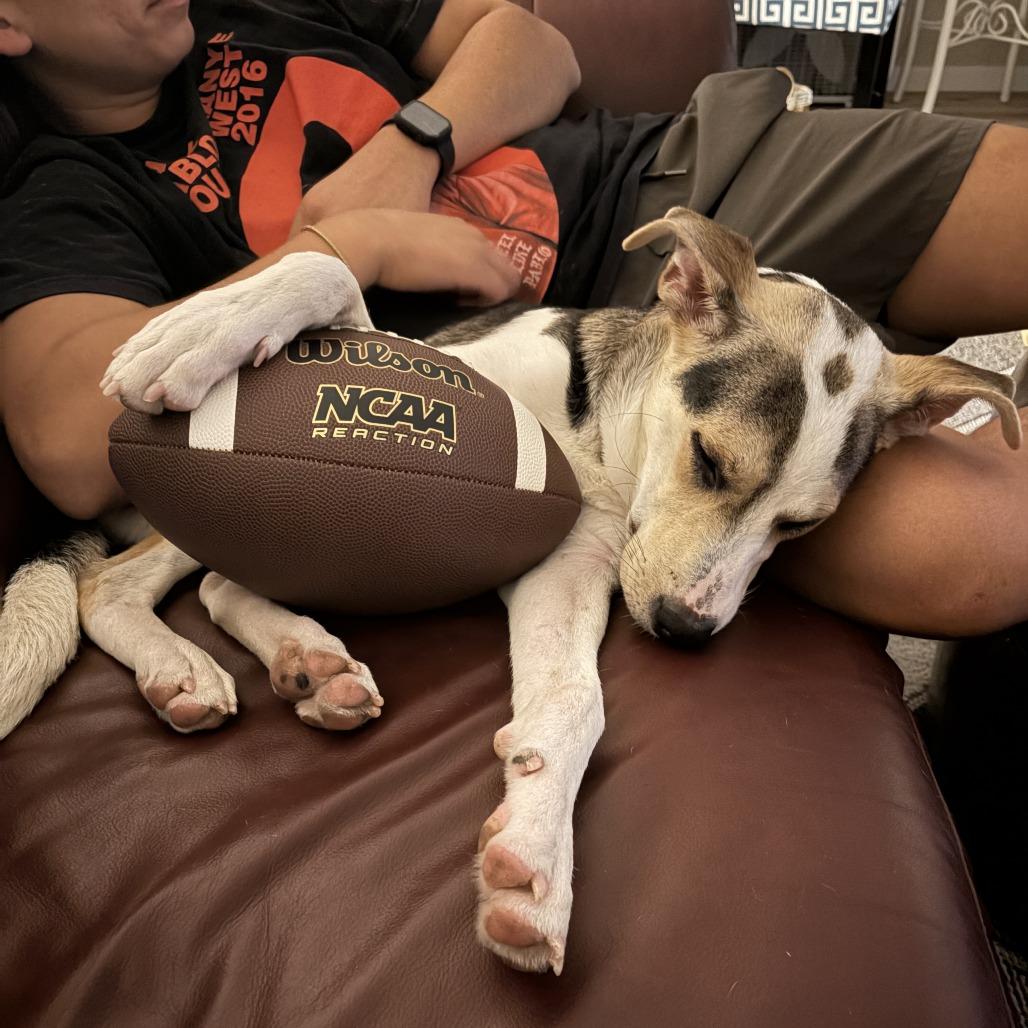 Nala D70697, Adoptable, Young Female Australian Cattle Dog / Blue Heeler & Mixed Breed.