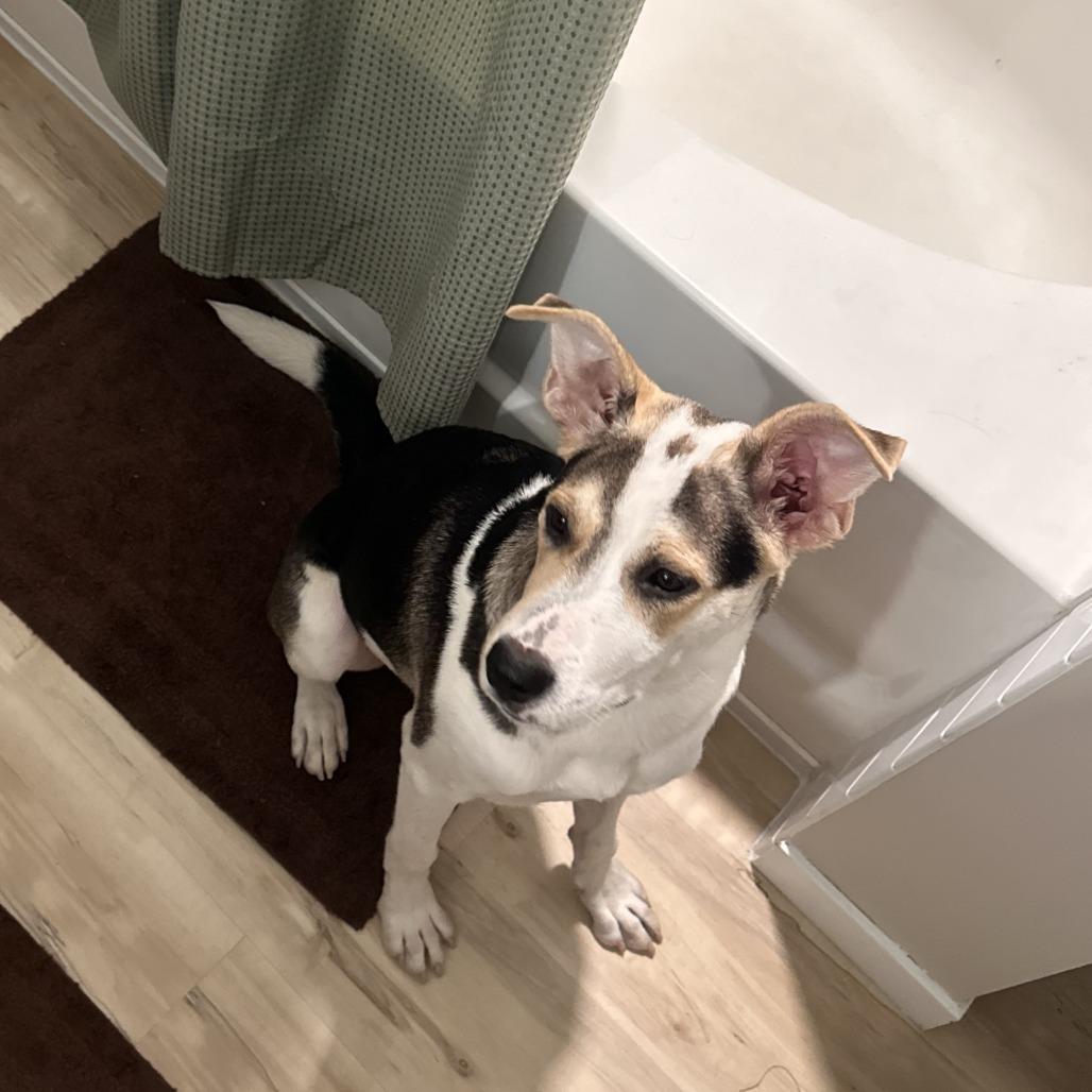 Enlarge Nala D70697, a Adoptable mixed breed in Minnetonka, MN image 2/6