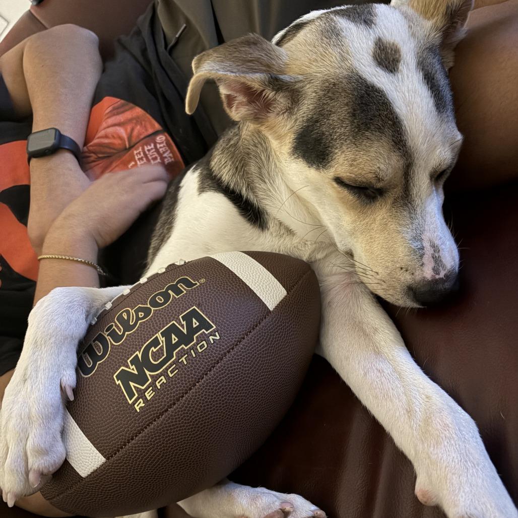 Enlarge Nala D70697, a Adoptable mixed breed in Minnetonka, MN image 3/6