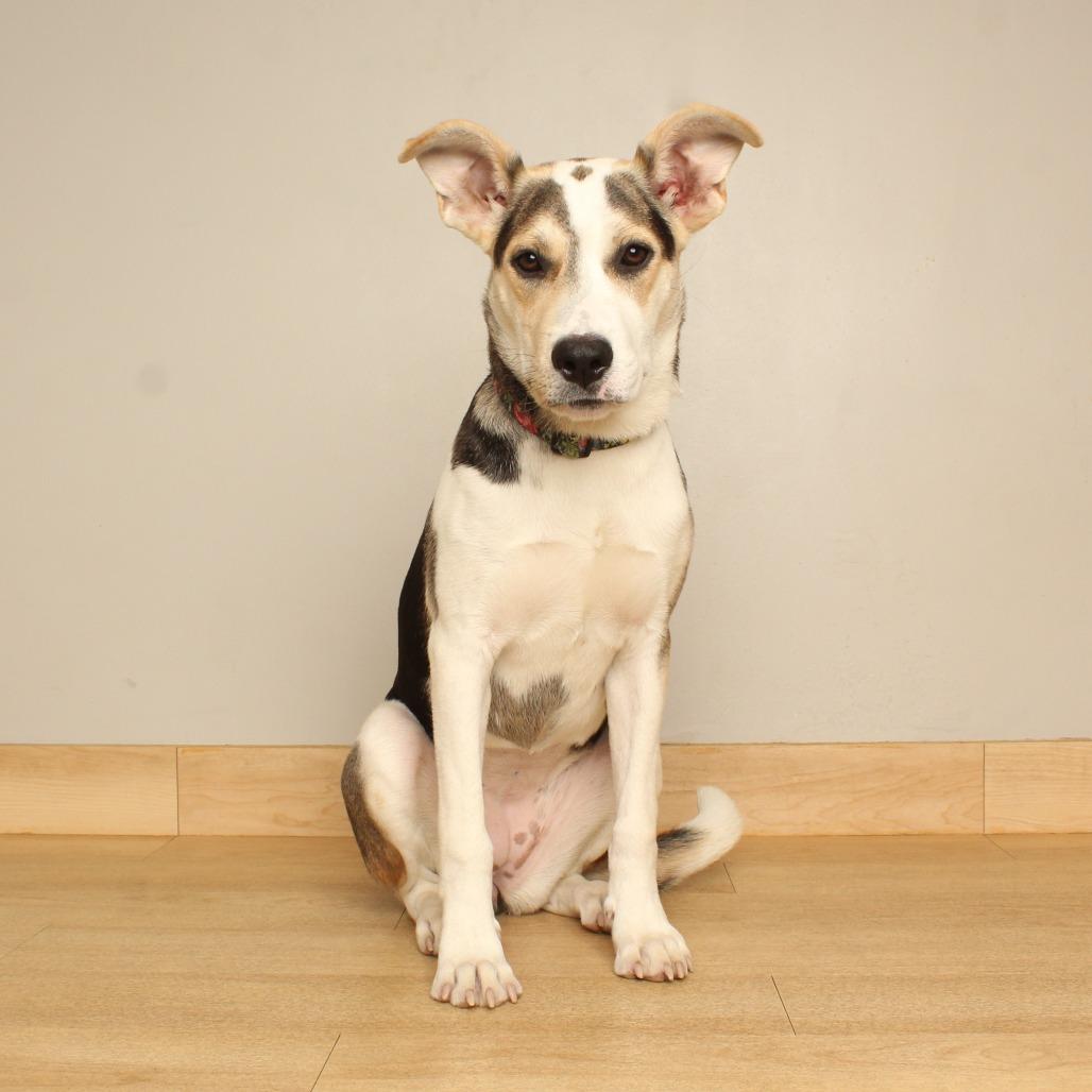 Enlarge Nala D70697, a Adoptable mixed breed in Minnetonka, MN image 4/6