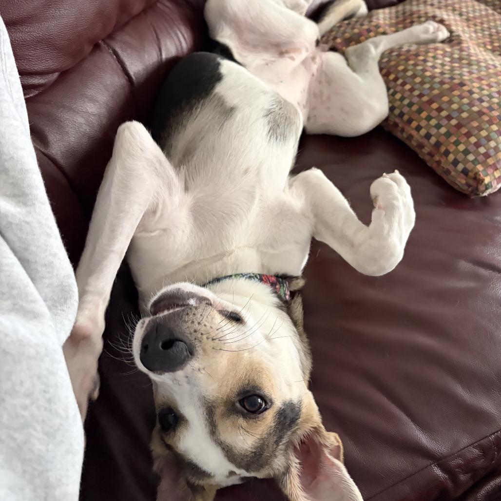 Enlarge Nala D70697, a Adoptable mixed breed in Minnetonka, MN image 5/6