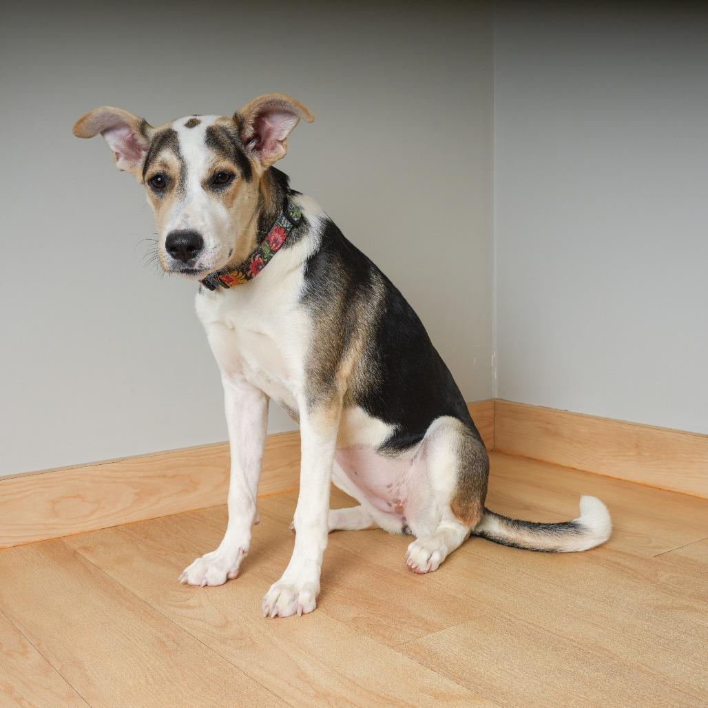 Enlarge Nala D70697, a Adoptable mixed breed in Minnetonka, MN image 6/6