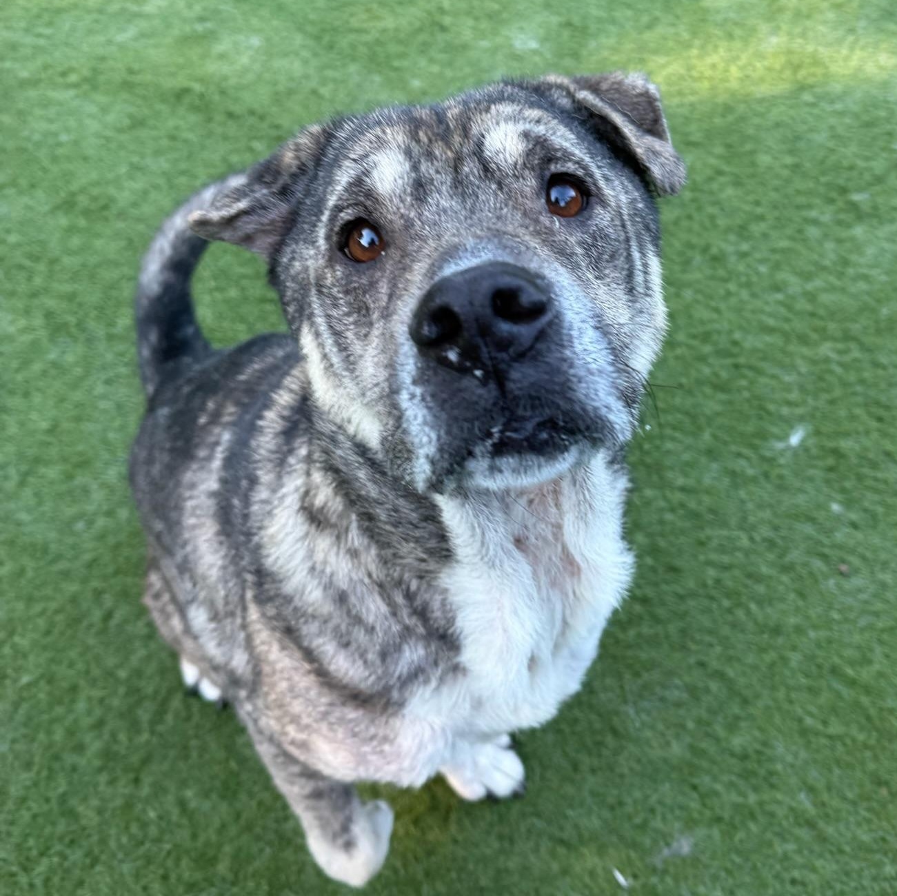Enlarge Julianna, a Adoptable mixed breed in Groton, CT image 6/6