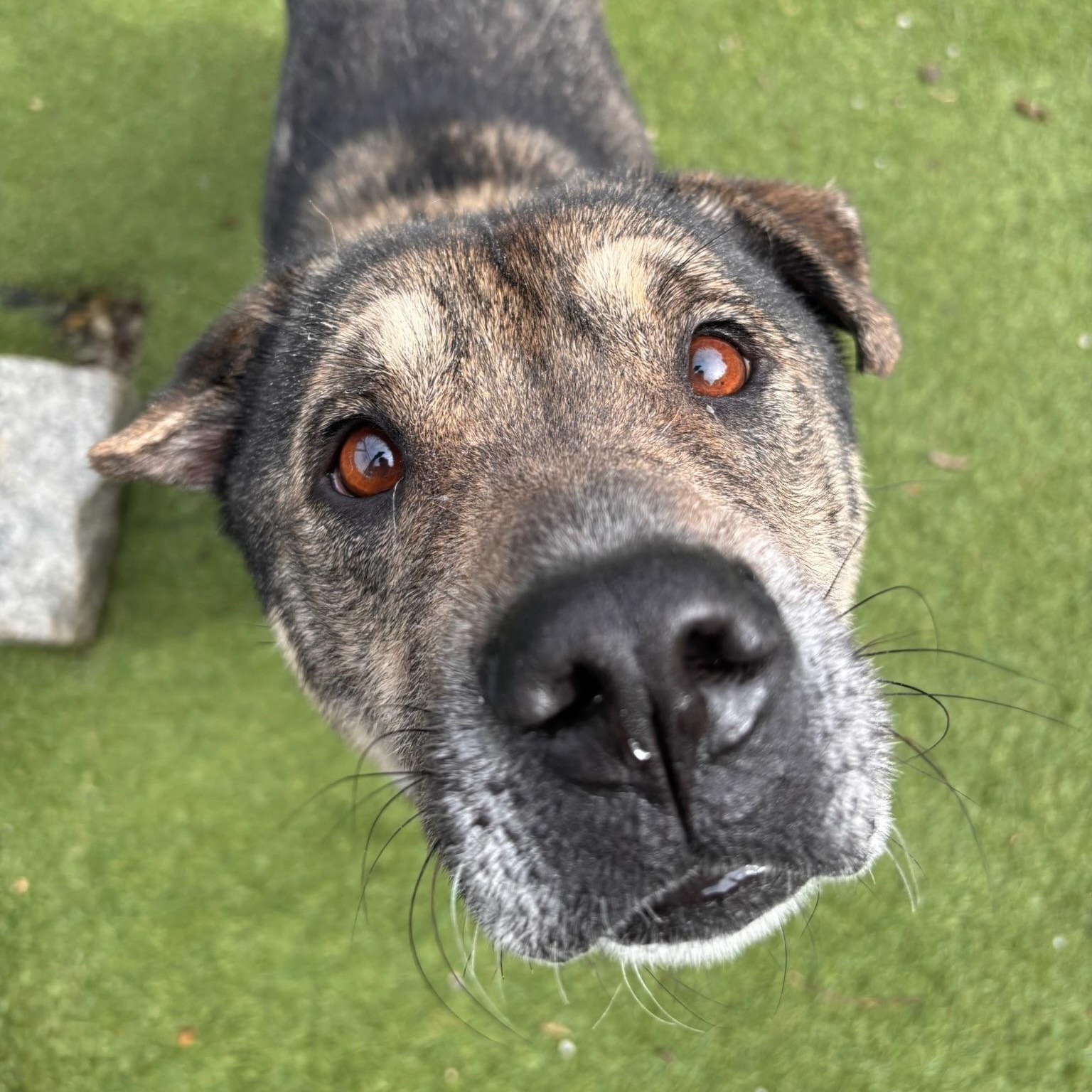Enlarge Julianna, a Adoptable mixed breed in Groton, CT image 3/6