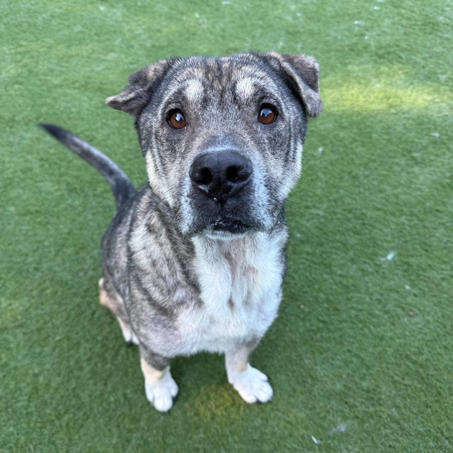 Enlarge Julianna, a Adoptable mixed breed in Groton, CT image 2/6