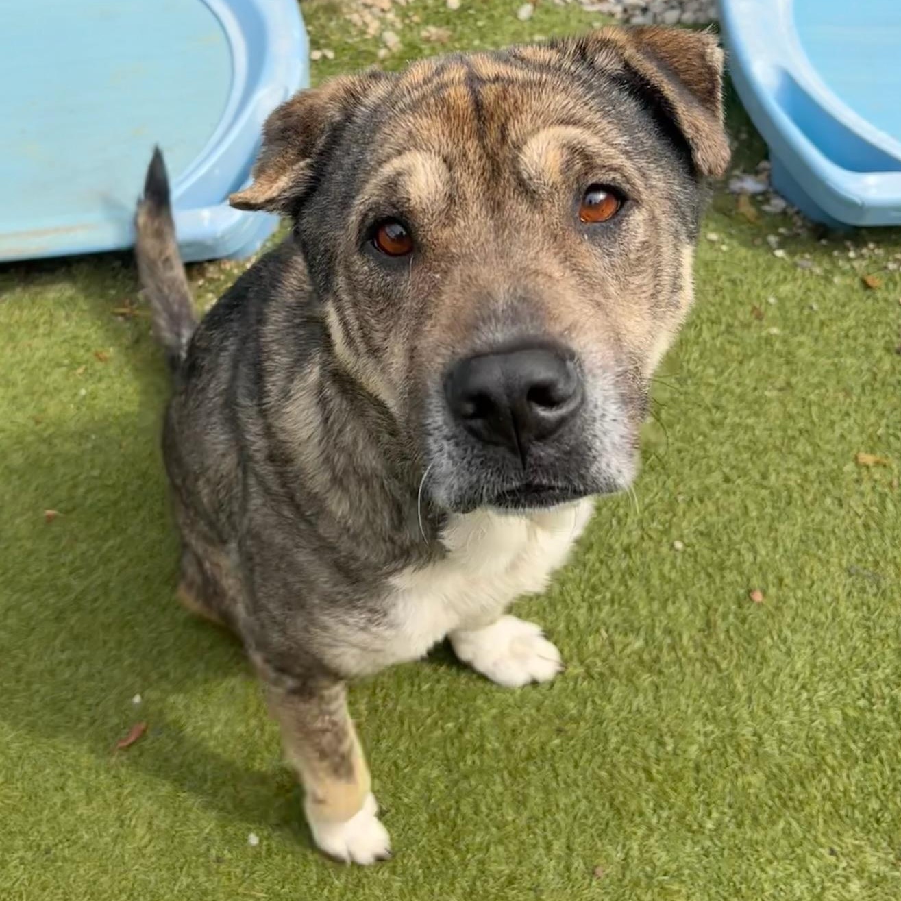 Julianna, Adoptable, Adult Female Shar-Pei.