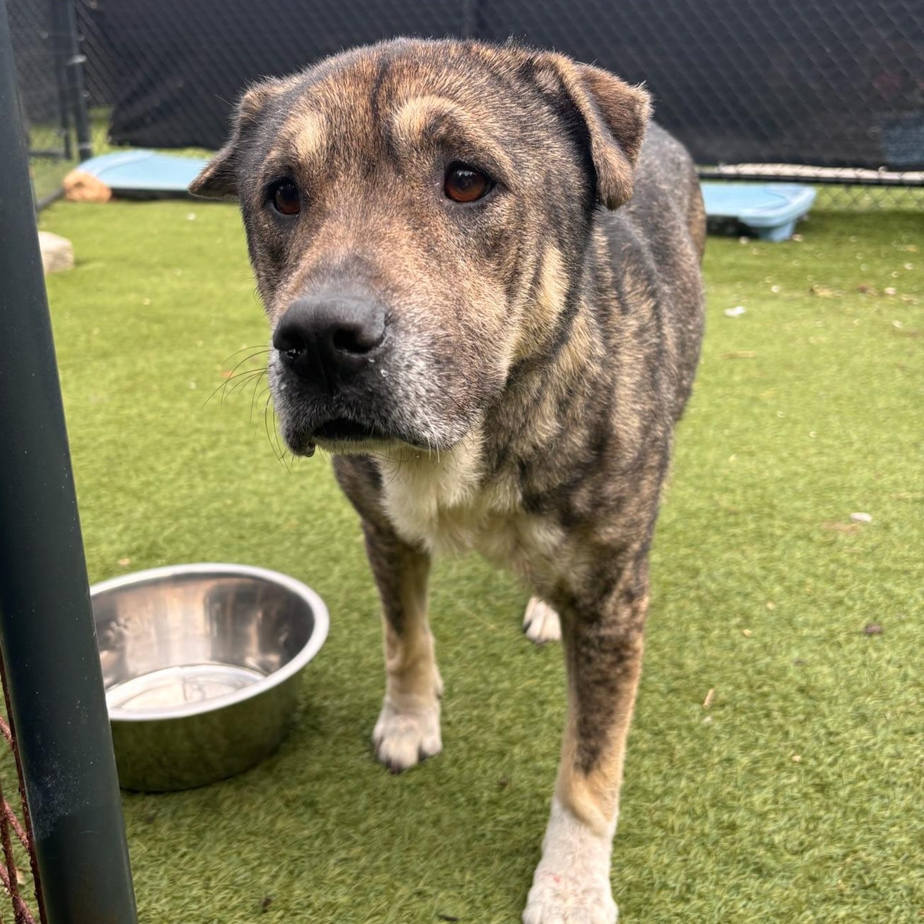 Enlarge Julianna, a Adoptable mixed breed in Groton, CT image 5/6