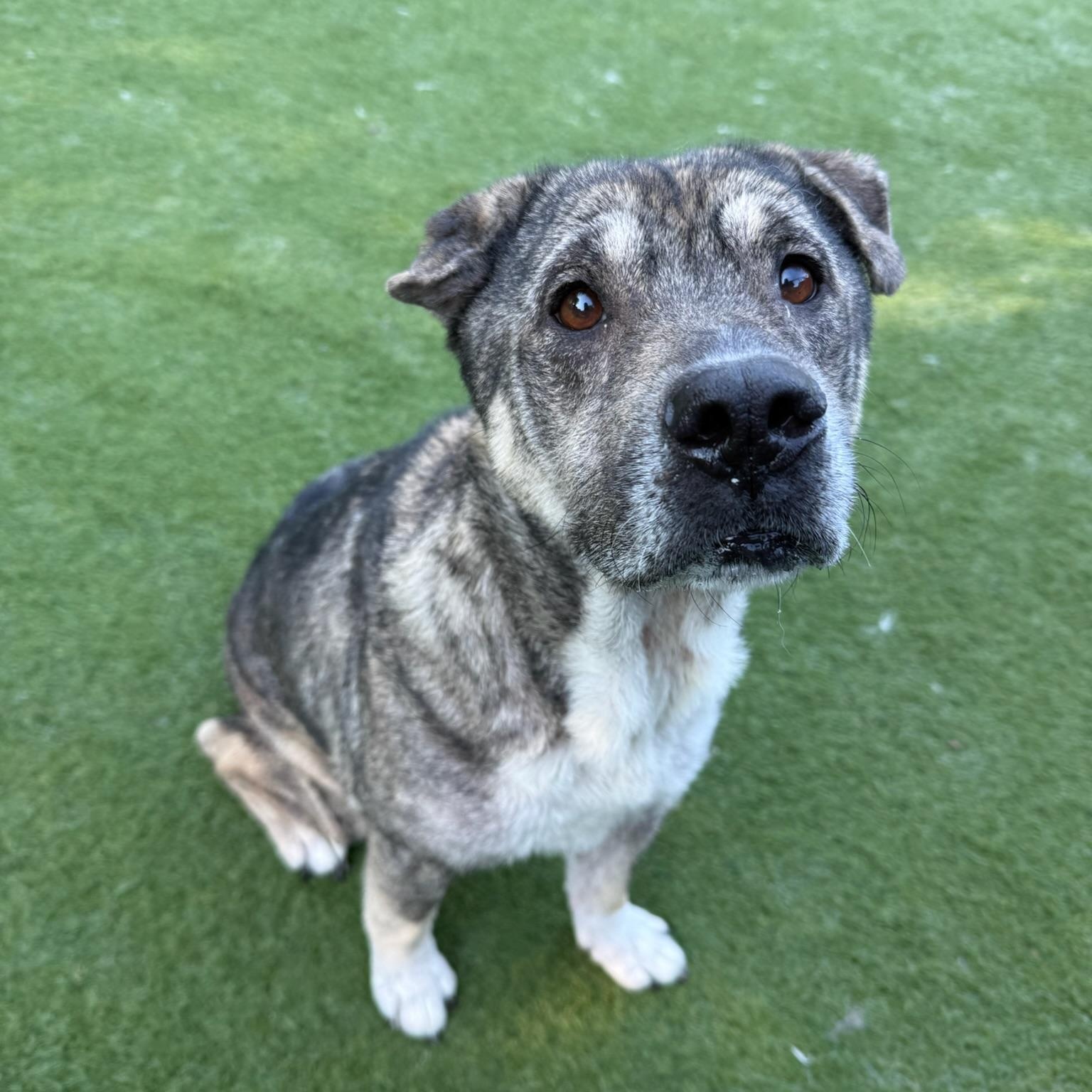 Enlarge Julianna, a Adoptable mixed breed in Groton, CT image 4/6