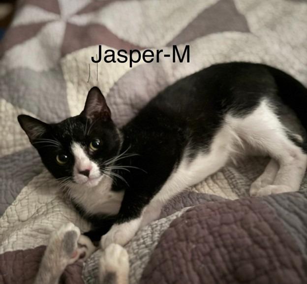 Jasper, Adoptable, Young Male Domestic Short Hair.
