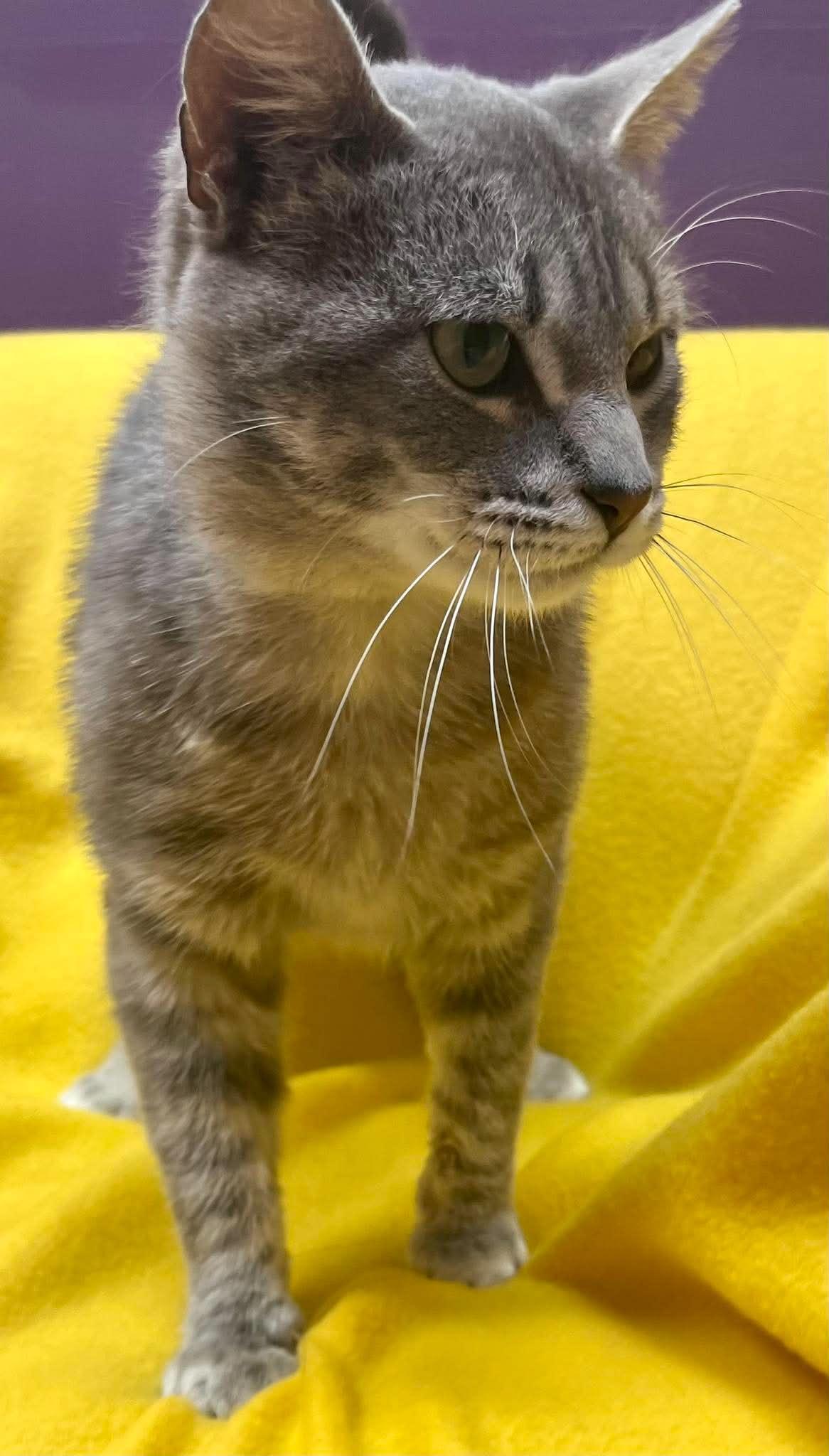 Rudy, a ADOPTABLE Domestic Short Hair in Alexandria, MN image 3/3