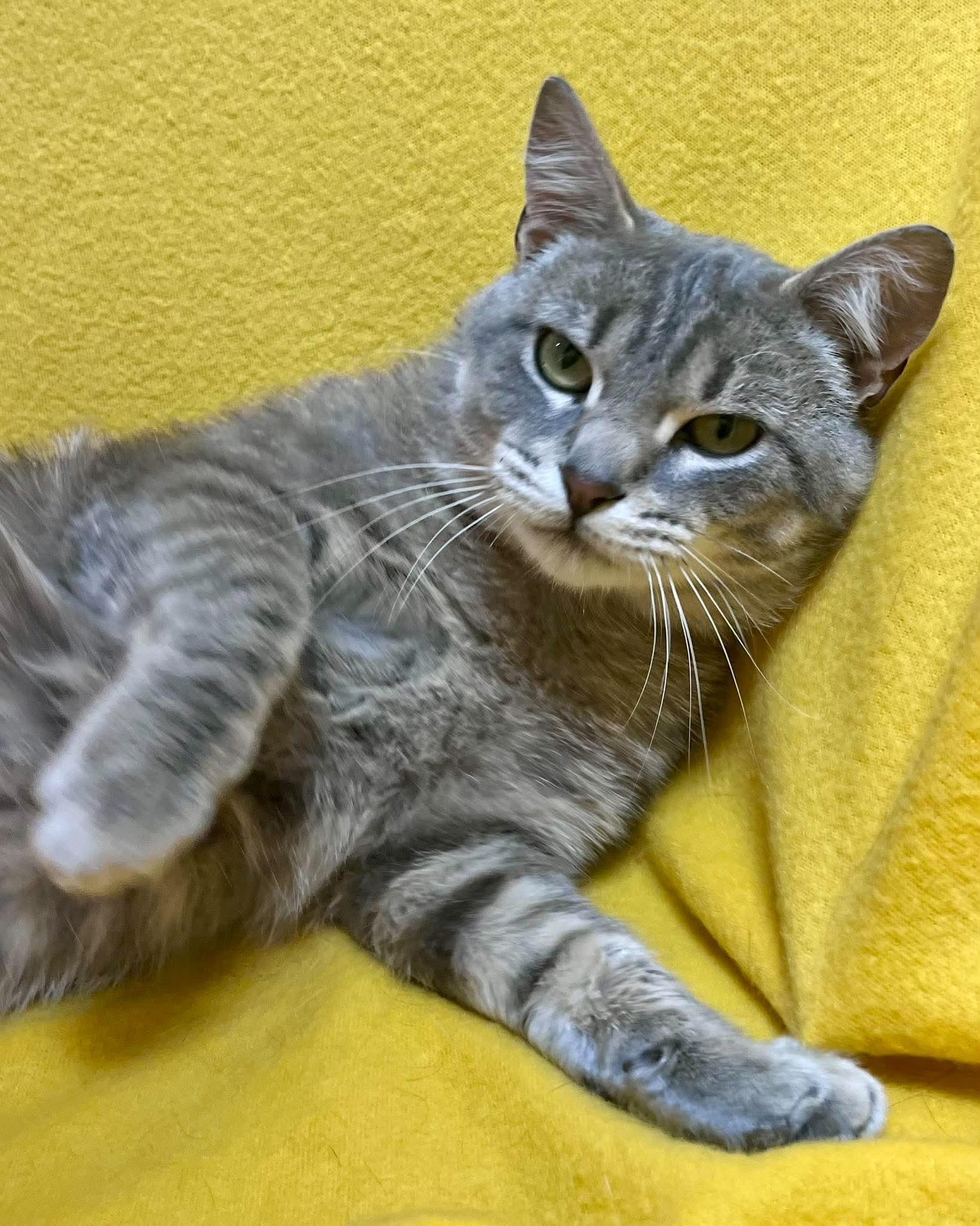 Rudy, a ADOPTABLE Domestic Short Hair in Alexandria, MN image 2/3