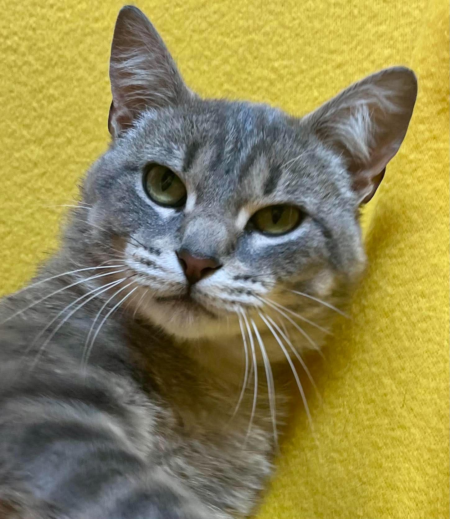 Rudy, ADOPTABLE, Young Male Domestic Short Hair.