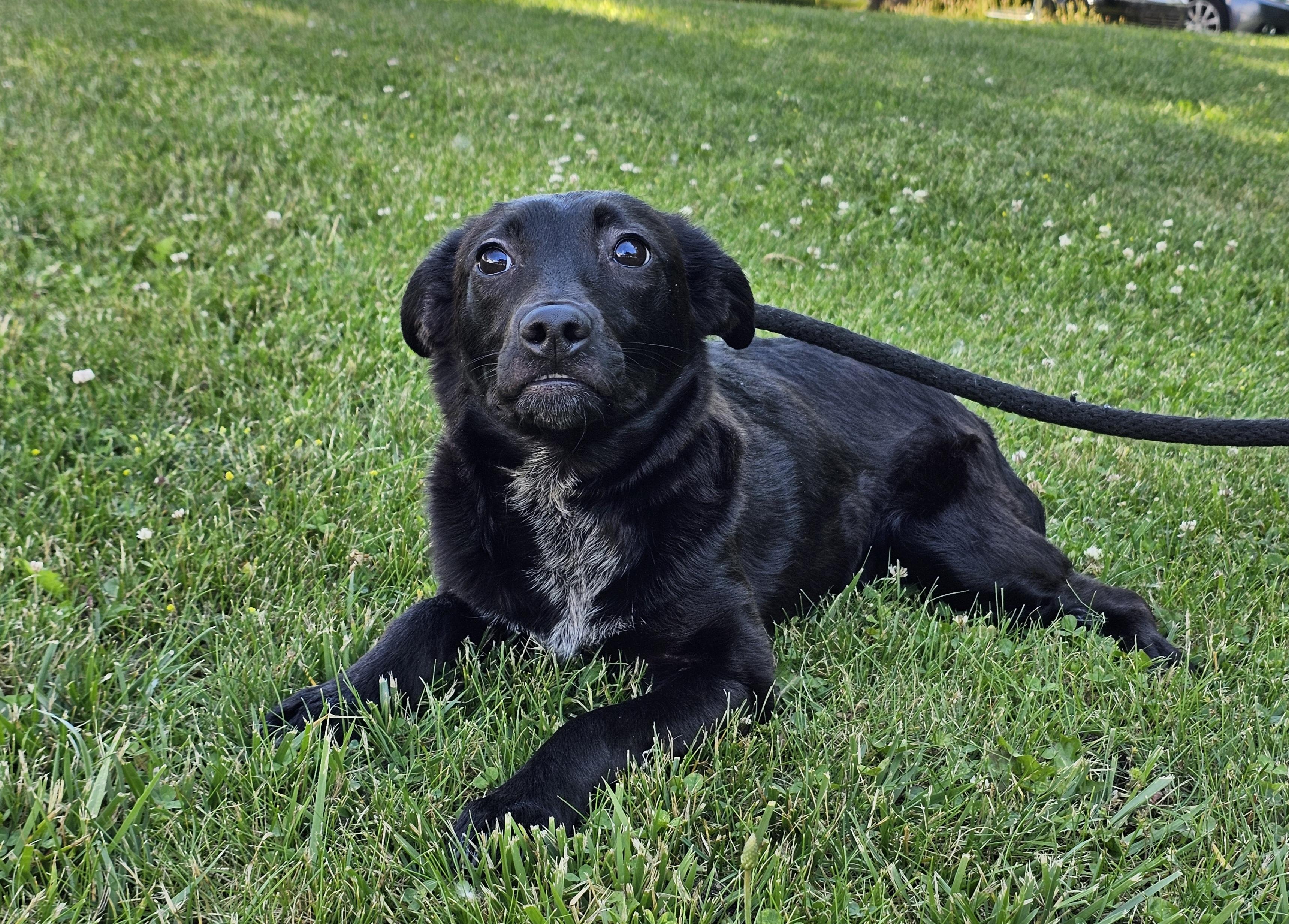 Enlarge Shelby, a ADOPTABLE mixed breed in Bay City, MI image 2/4