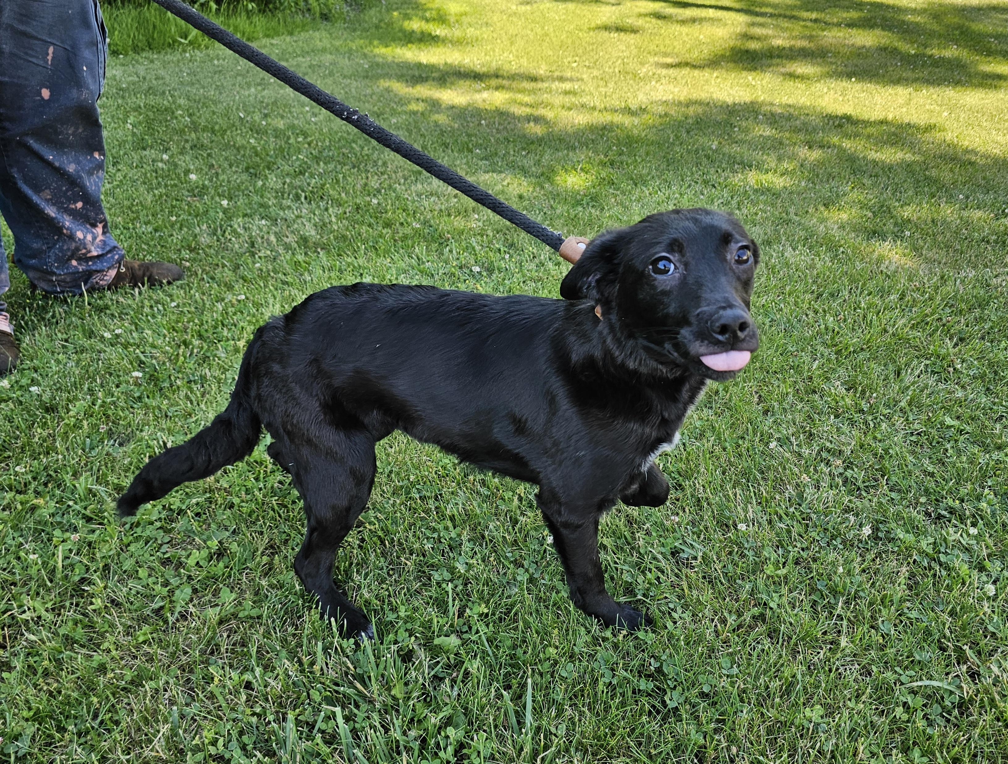 Enlarge Shelby, a ADOPTABLE mixed breed in Bay City, MI image 3/4