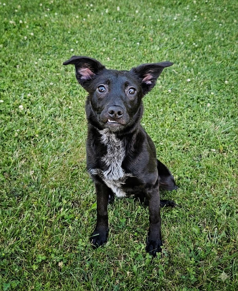 Shelby, ADOPTABLE, Adult Female Border Collie.