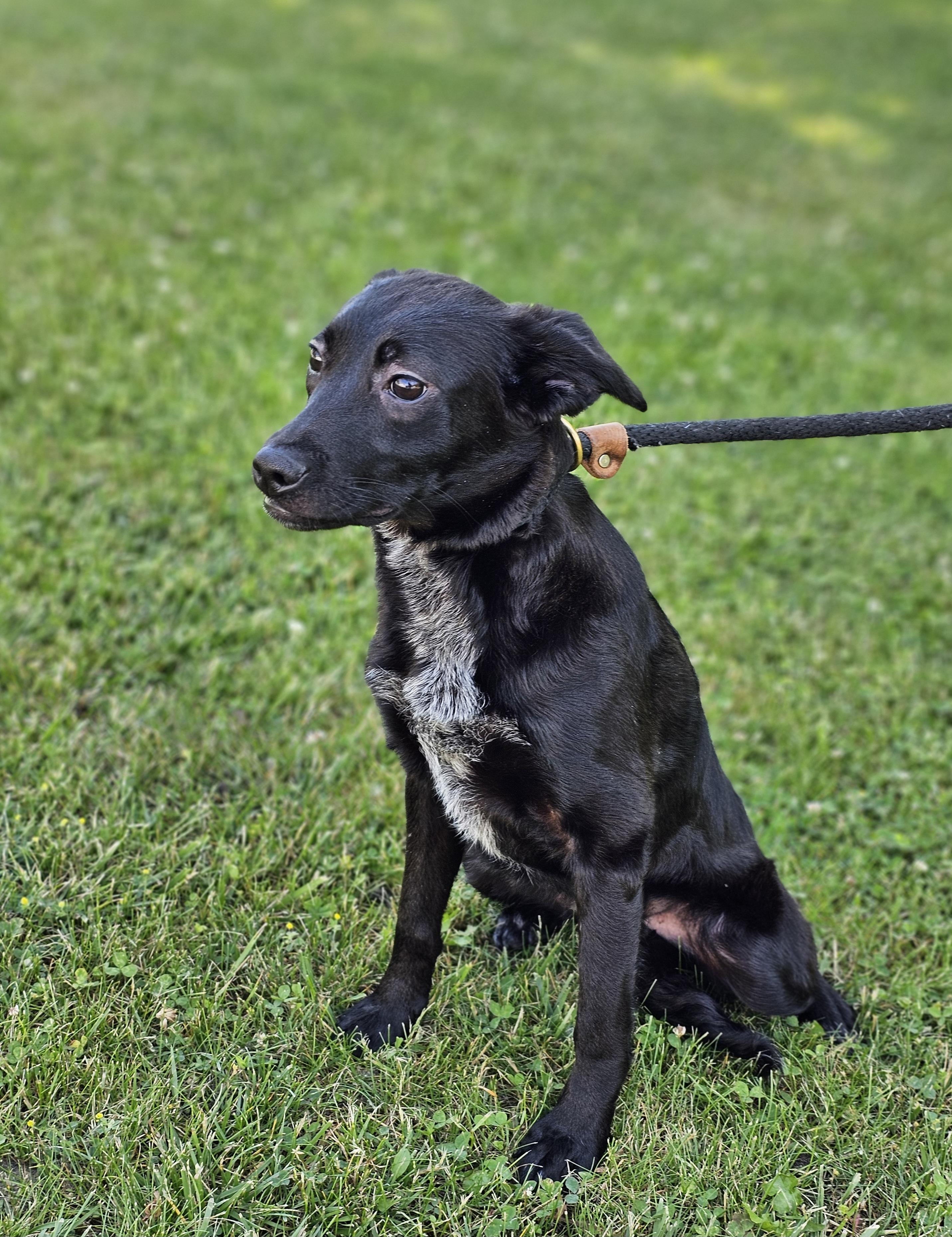 Enlarge Shelby, a ADOPTABLE mixed breed in Bay City, MI image 4/4