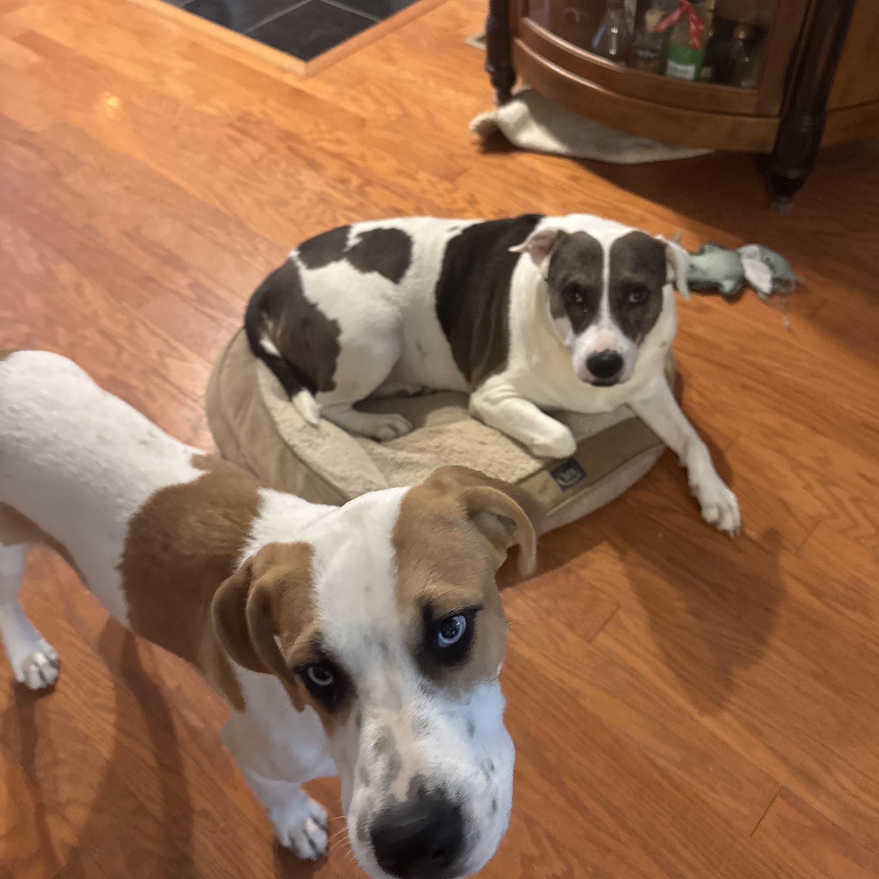 Enlarge Cosmo, a Adoptable mixed breed in St. Louis, MO image 2/6