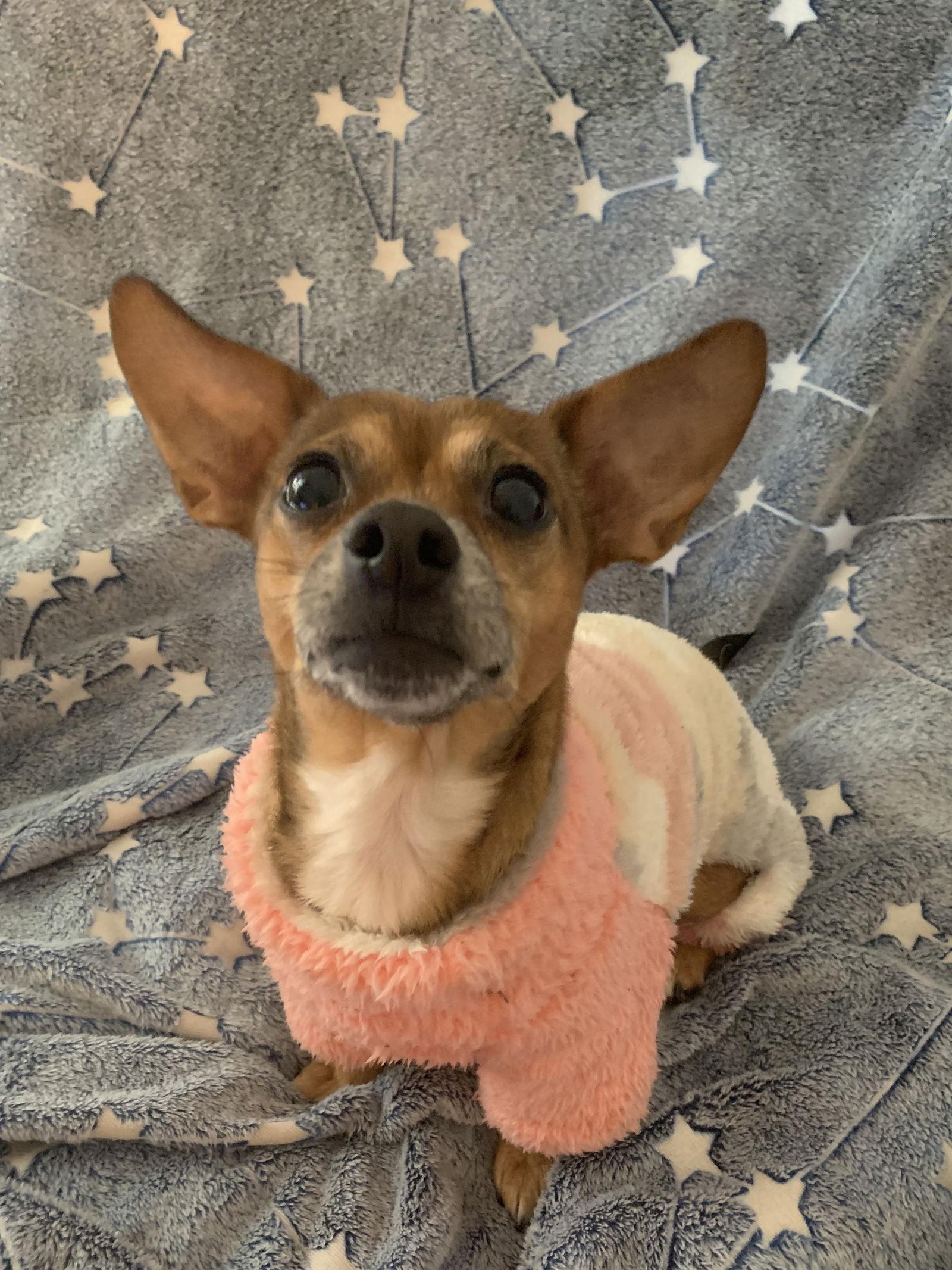 Enlarge Freya, a Adoptable Chihuahua in Holly Springs, NC image 1/3