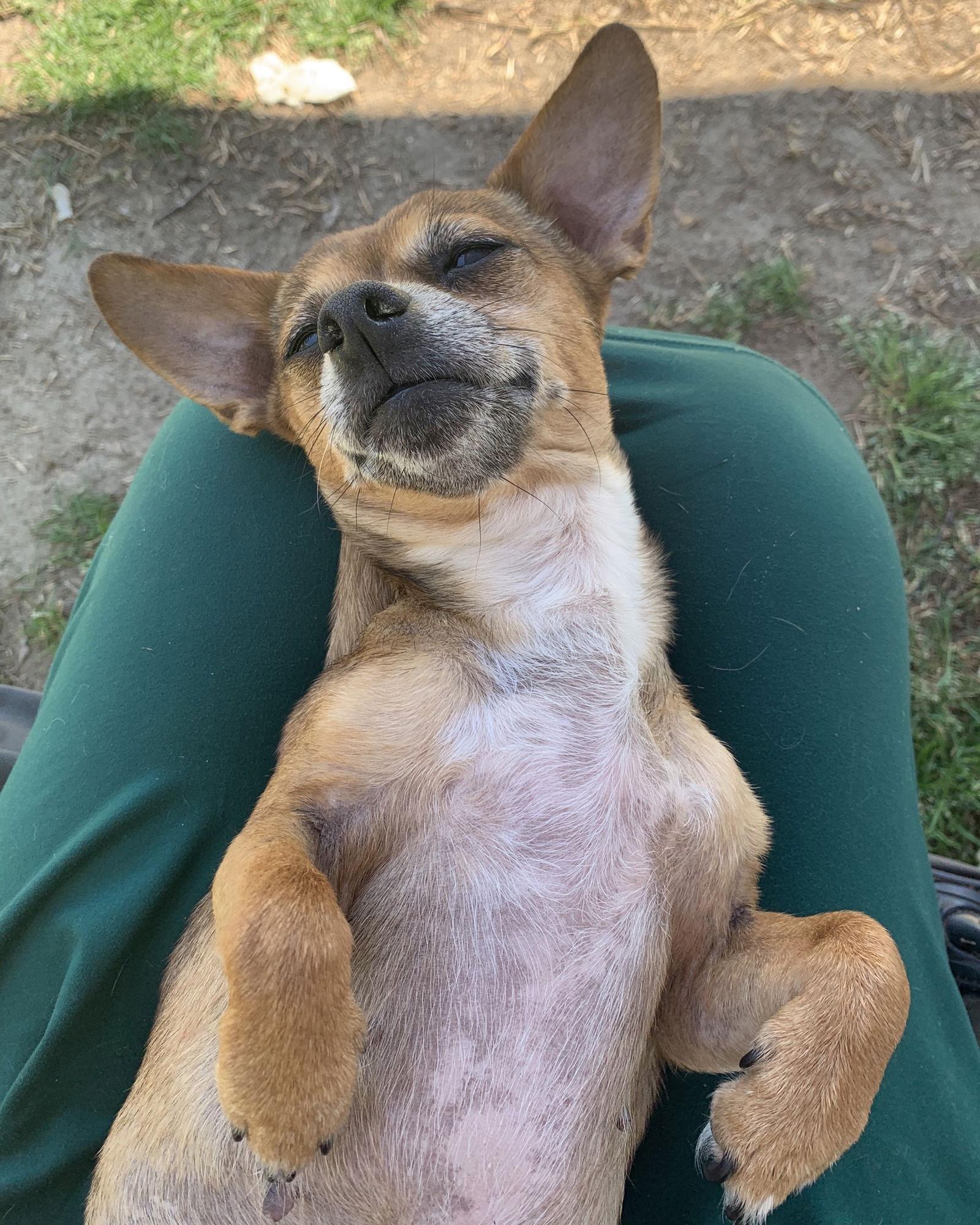 Enlarge Freya, a Adoptable Chihuahua in Holly Springs, NC image 2/3
