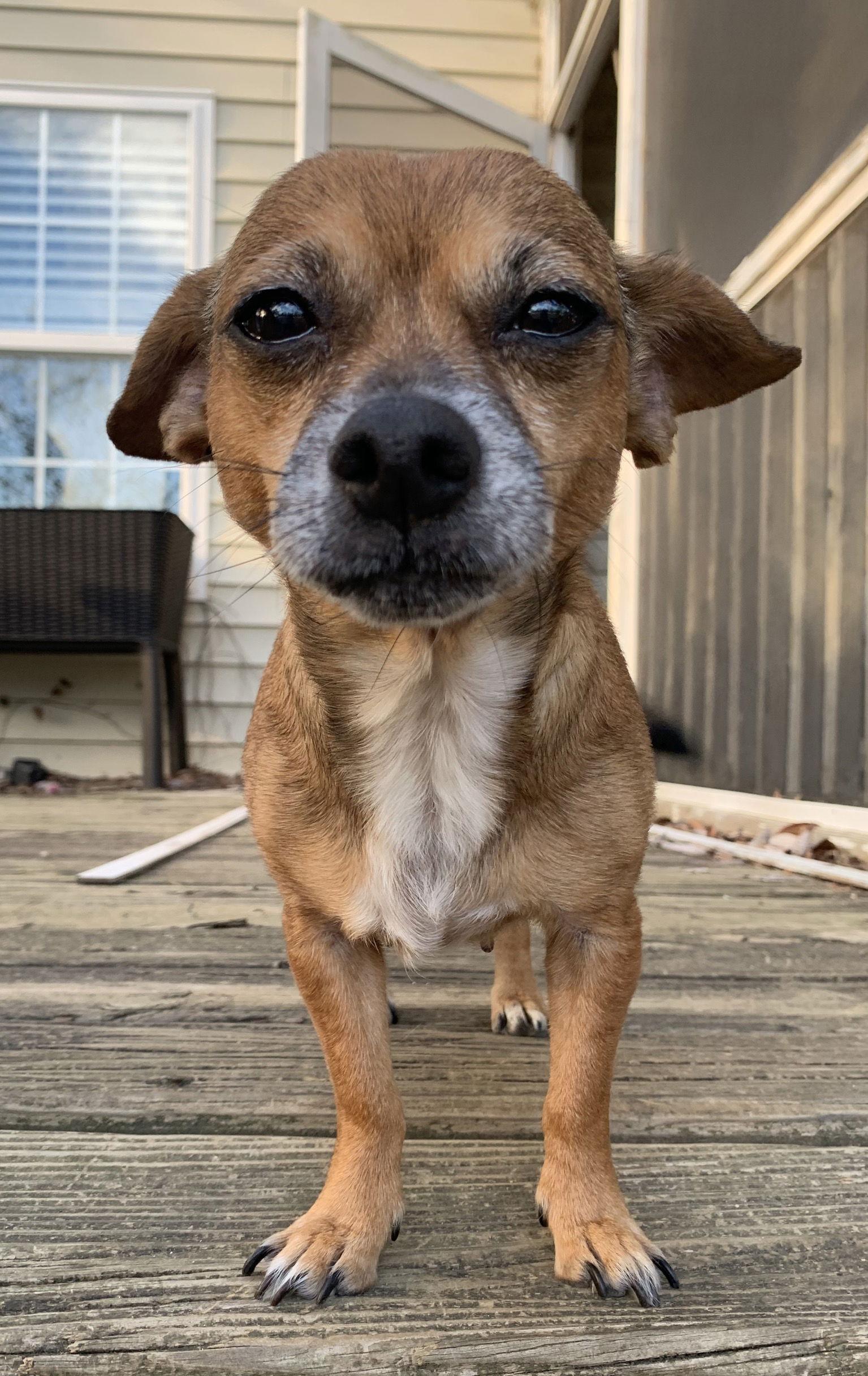 Enlarge Freya, a Adoptable Chihuahua in Holly Springs, NC image 3/3