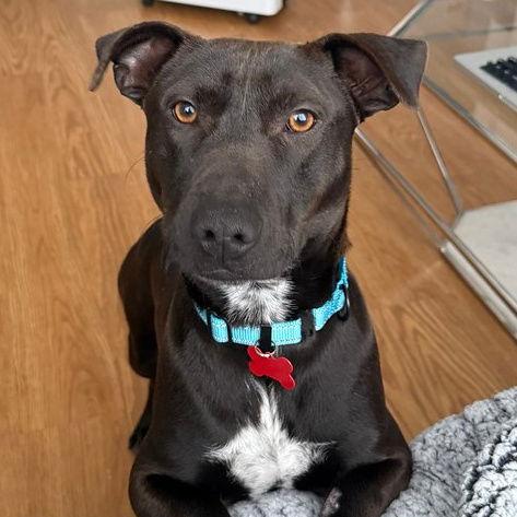 Enlarge Benson, a Adoptable Pit Bull Terrier in Sunnyvale, CA image 1/1