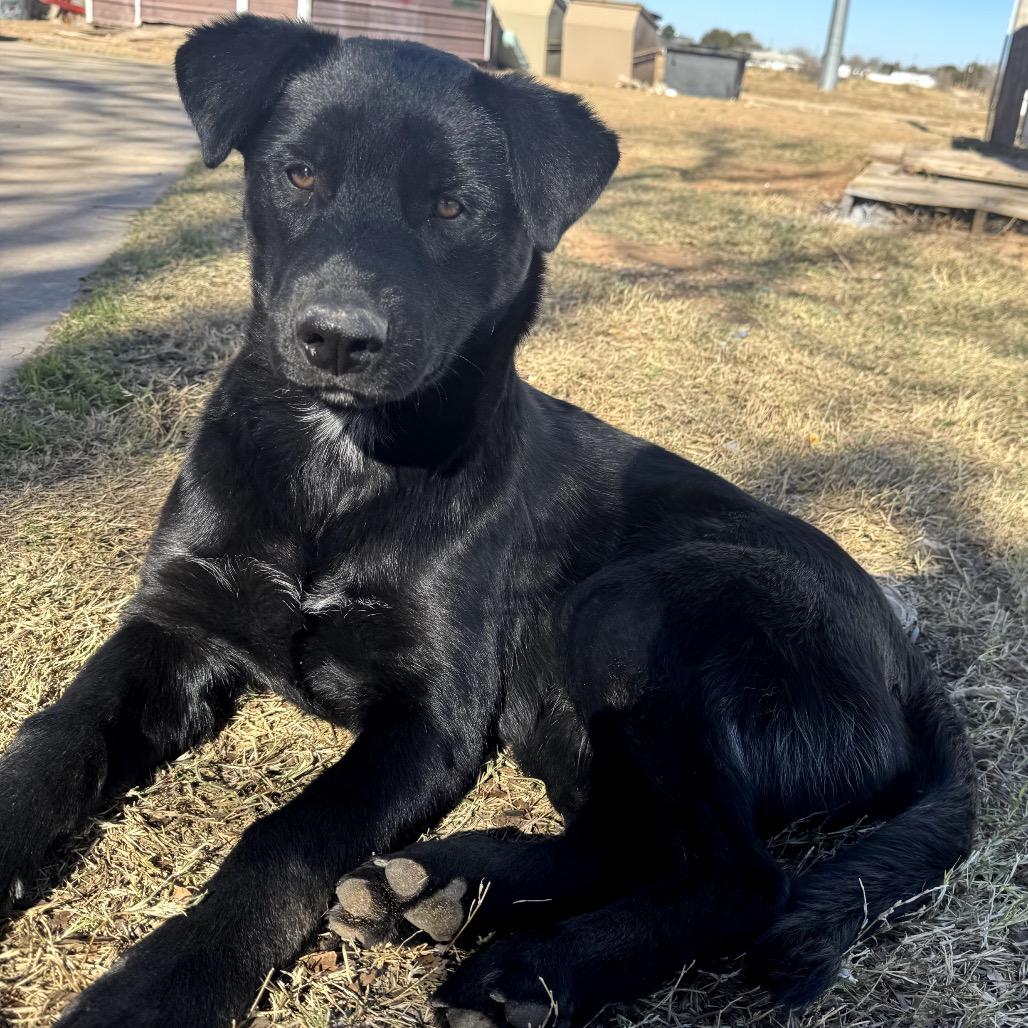 Shadow, Adoptable, Young Male Mixed Breed.