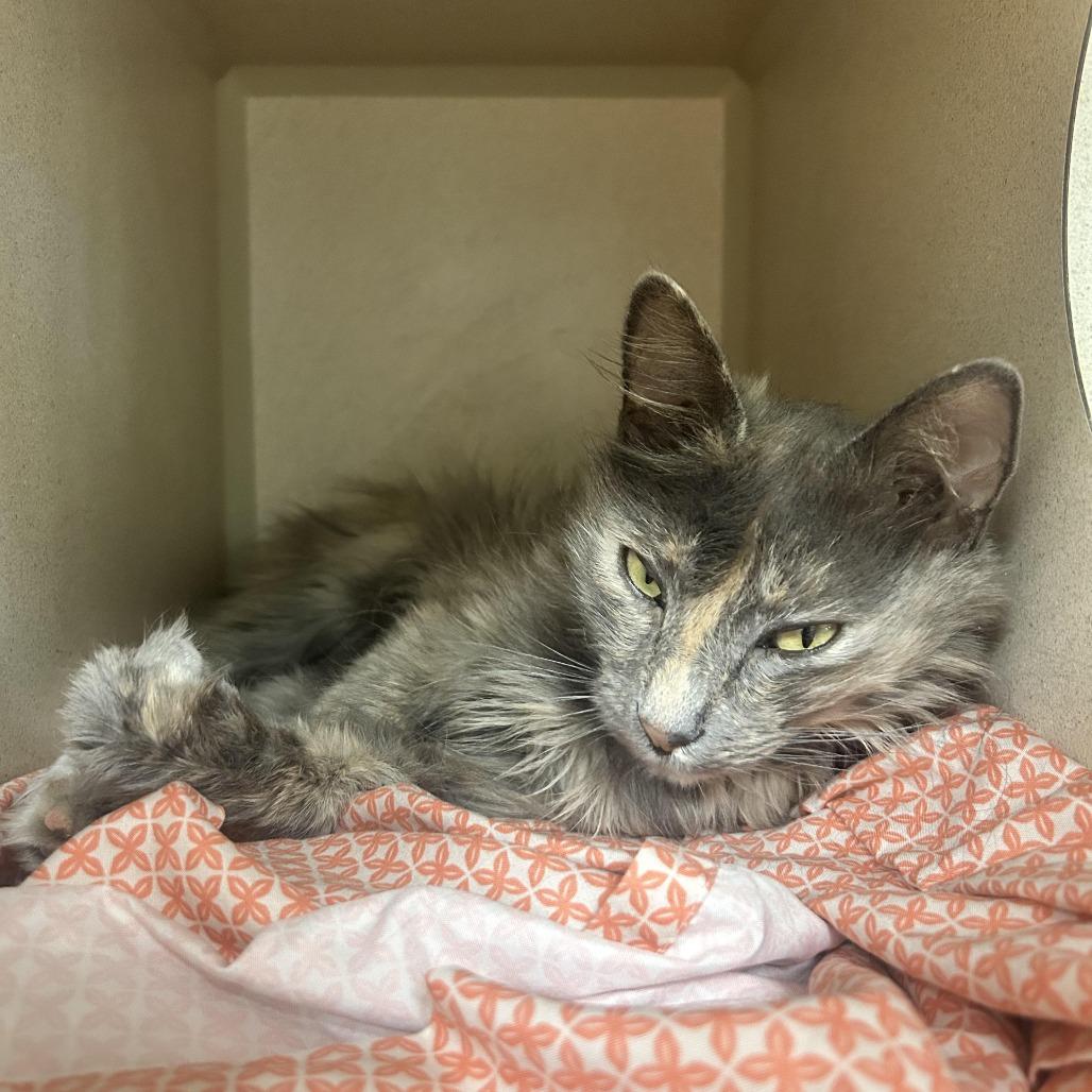 Dragon Tails, Adoptable, Young Female Domestic Short Hair.