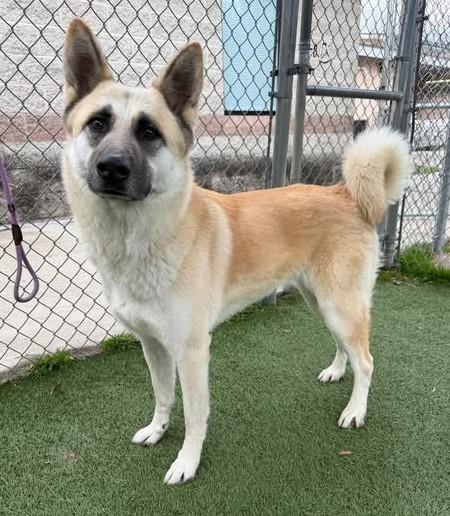 FOXY, Adoptable, Young Female Mixed Breed.