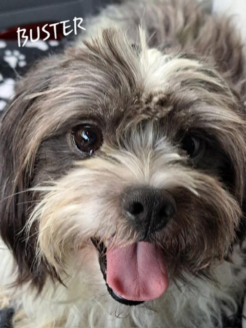 Buster, an adopted Shih Tzu in Maitland, FL image 2/3