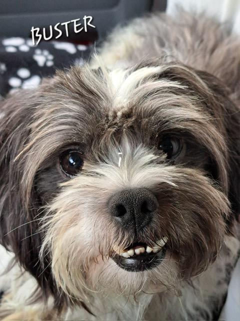 Buster, an adopted Shih Tzu in Maitland, FL image 1/3