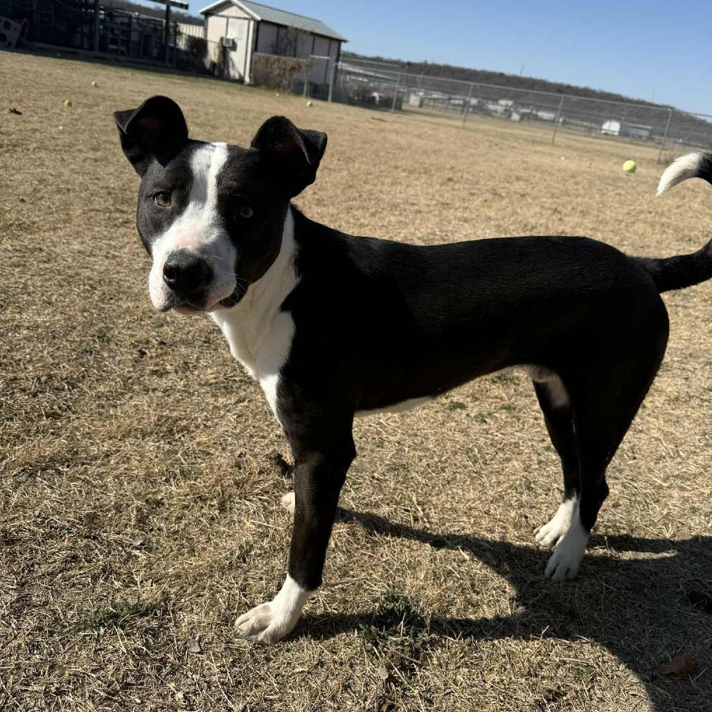 Chaz — thumbnail 2