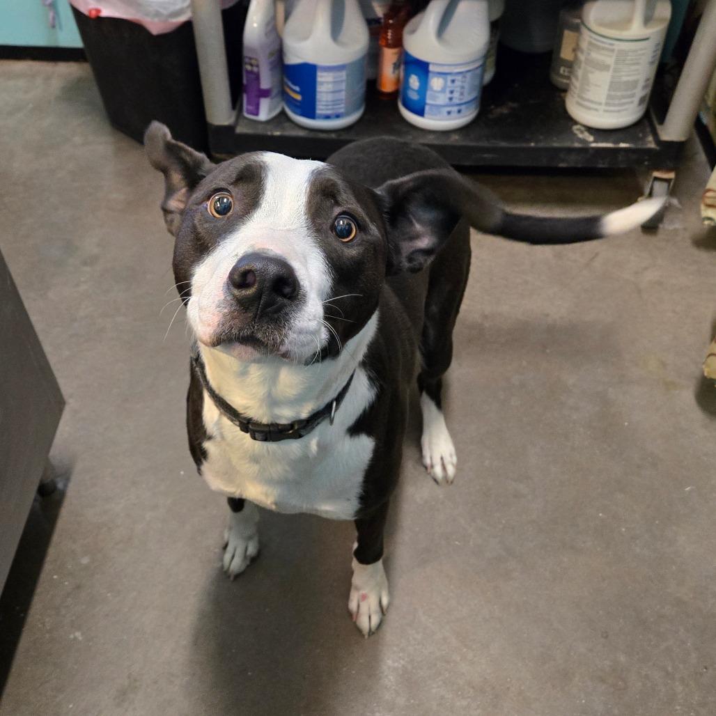 Chaz — thumbnail 3