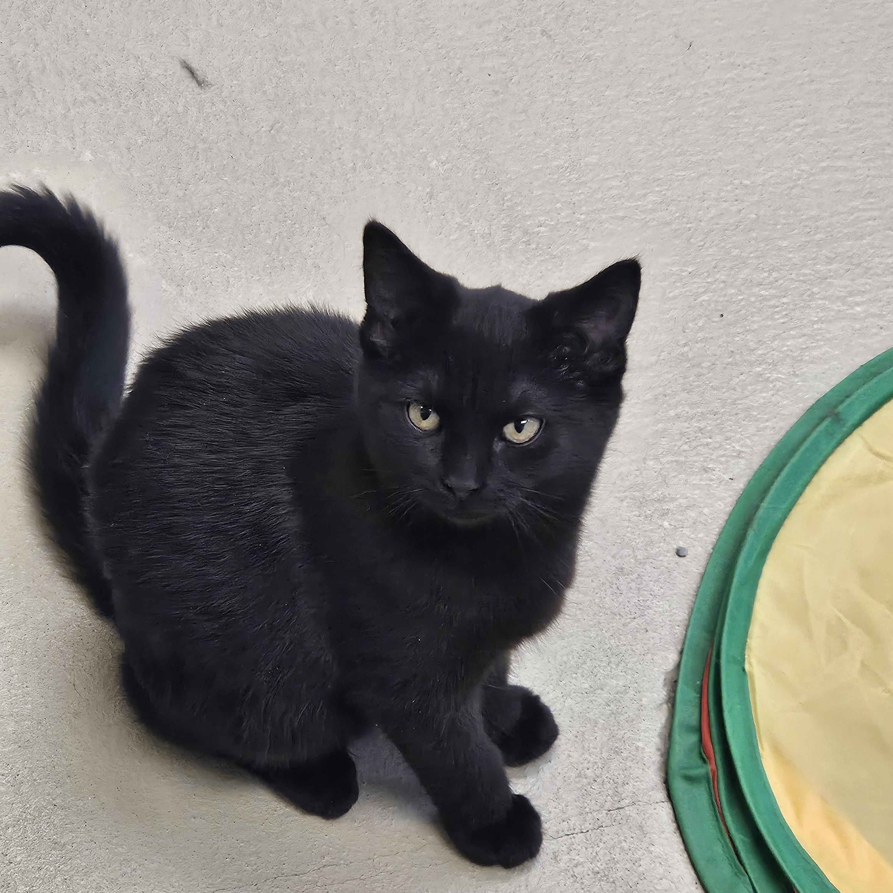 Enlarge Mickey, a Adoptable Domestic Short Hair in Bluffton, IN image 1/1