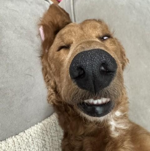 Bella boo, an adopted Goldendoodle in East Syracuse, NY image 2/6