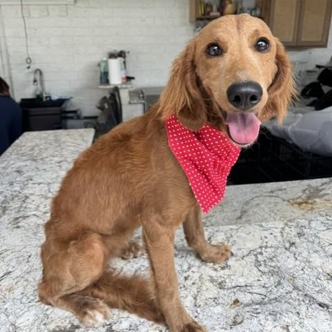 Bella boo, an adopted Goldendoodle in East Syracuse, NY image 3/6